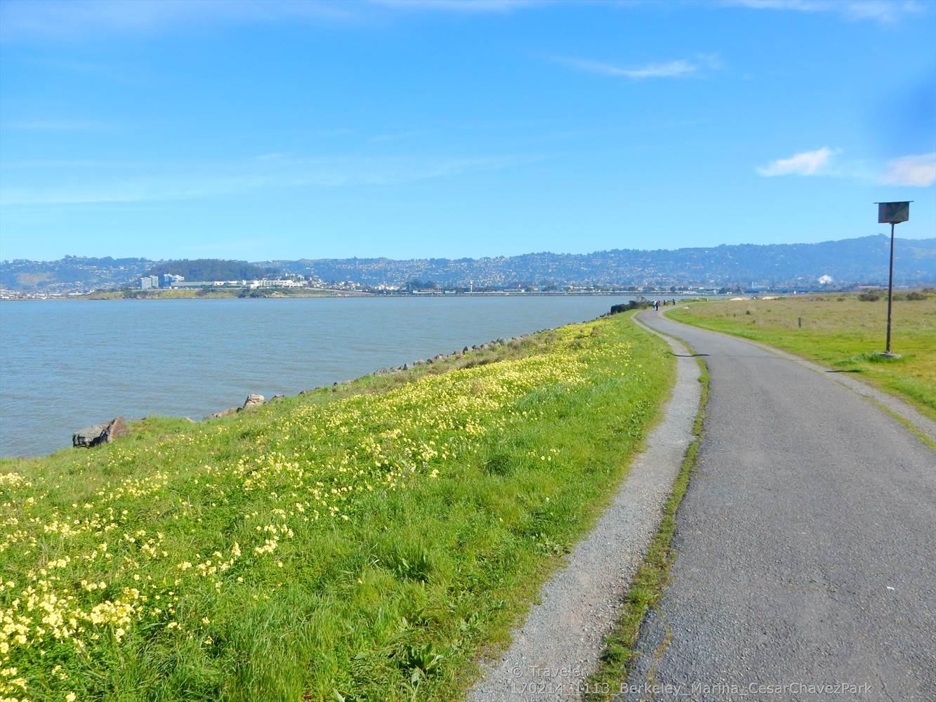 Paved path next to a water body with a grassy bank and yellow flowers.