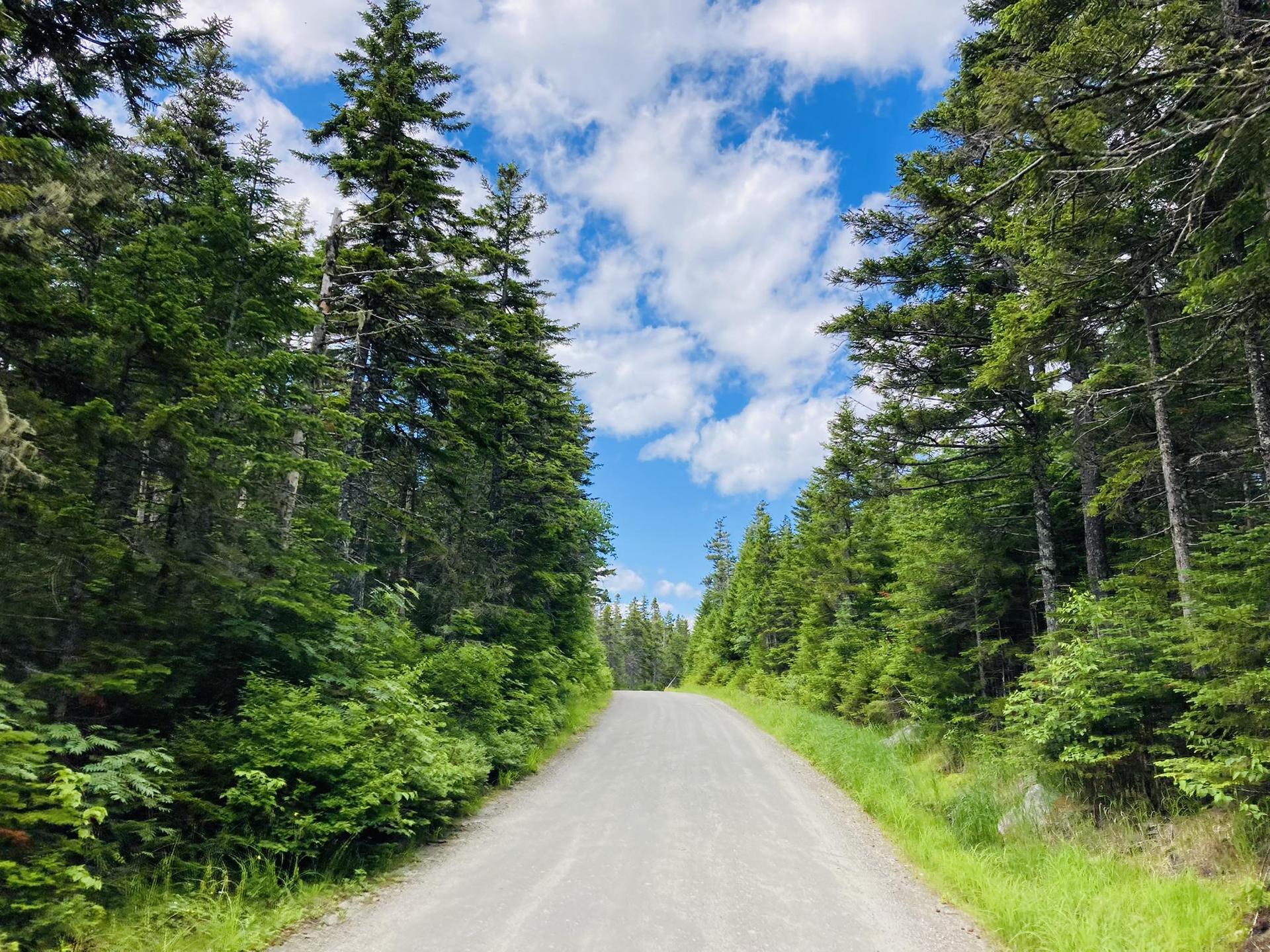 Straight dirt road lined by tall evergreen trees under a bright blue sky.