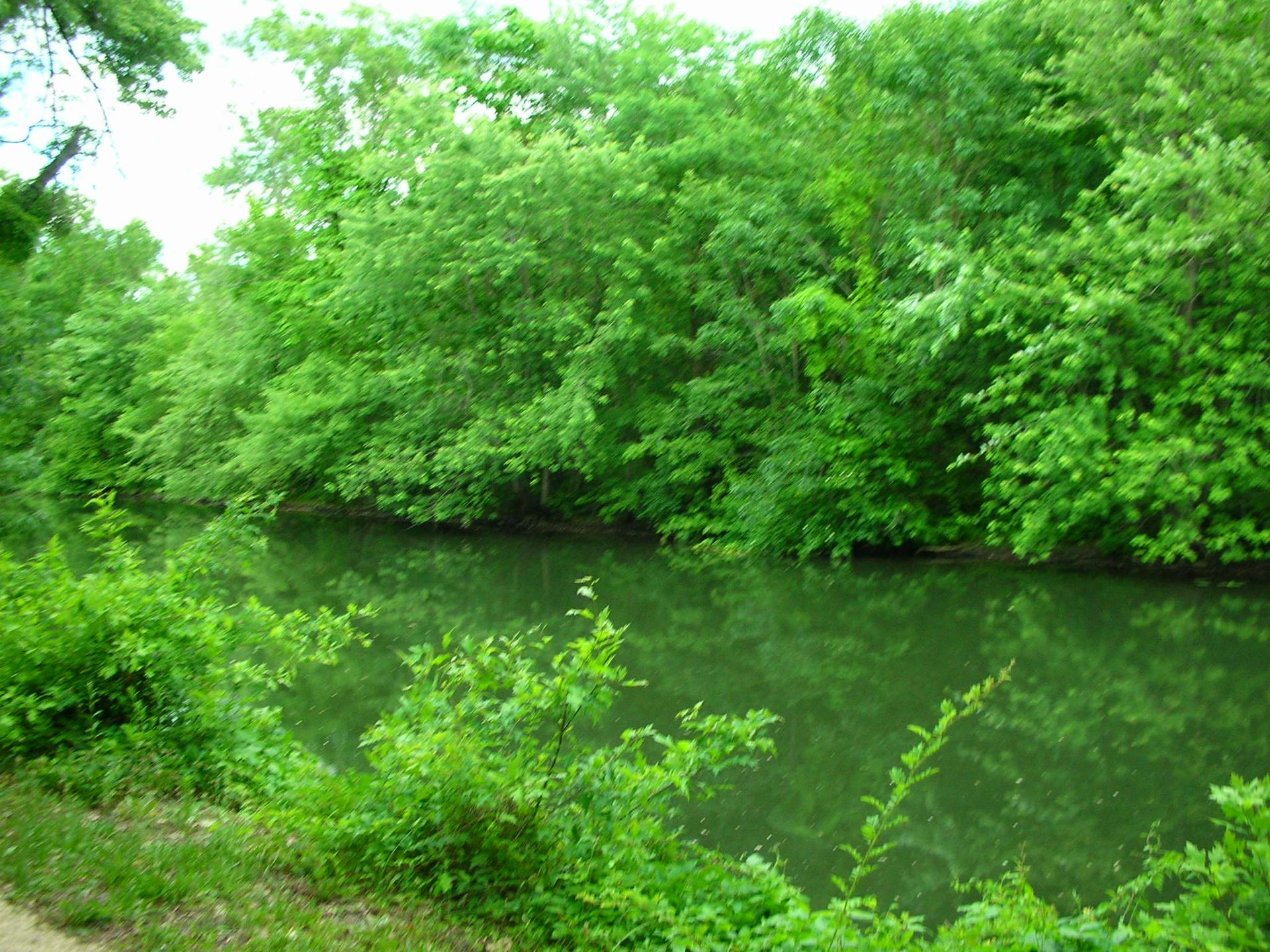 A green river flows between dense green trees and bushes on a bright day.