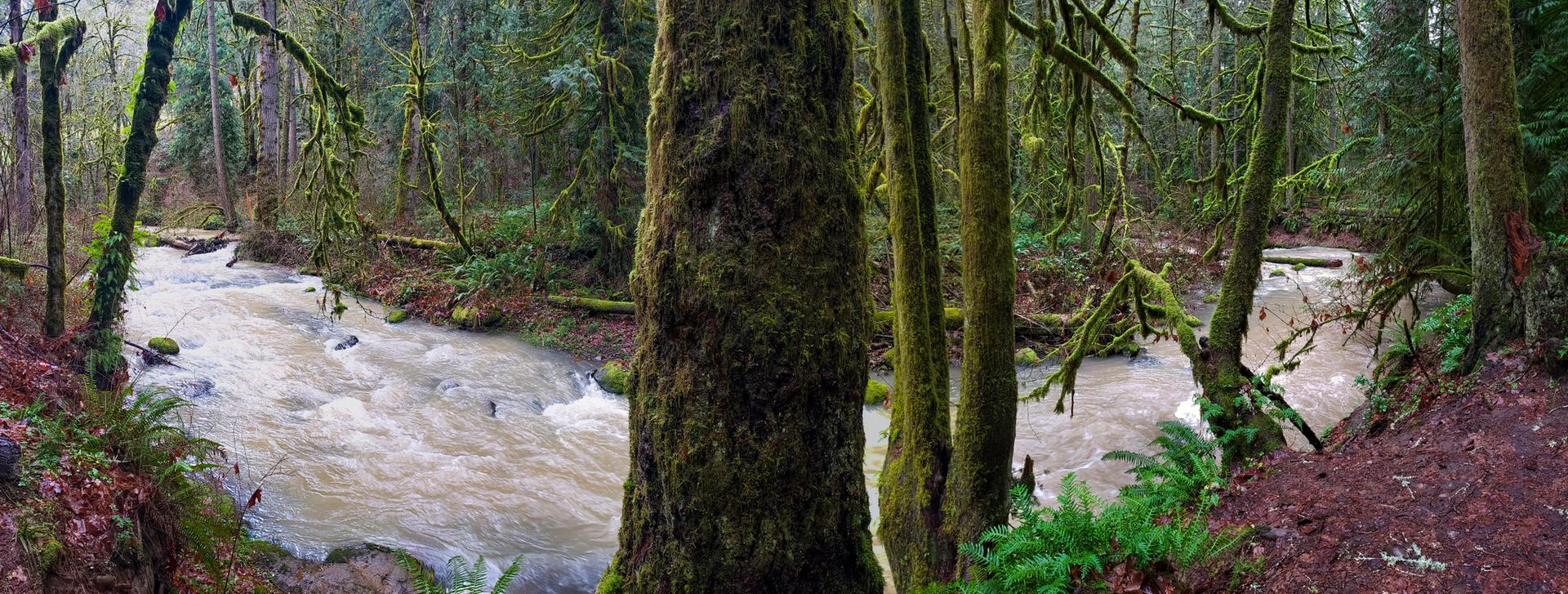 A muddy river flows through a dense, mossy forest under overcast skies.
