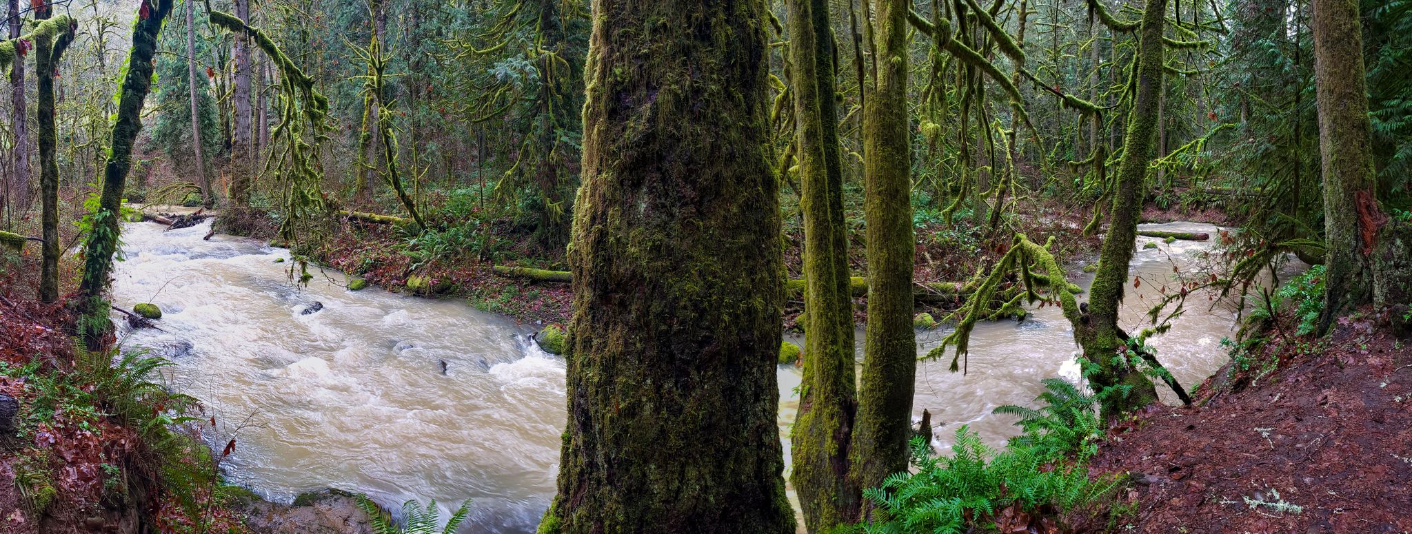 A muddy river flows through a dense, mossy forest under overcast skies. - Cazadero Trail