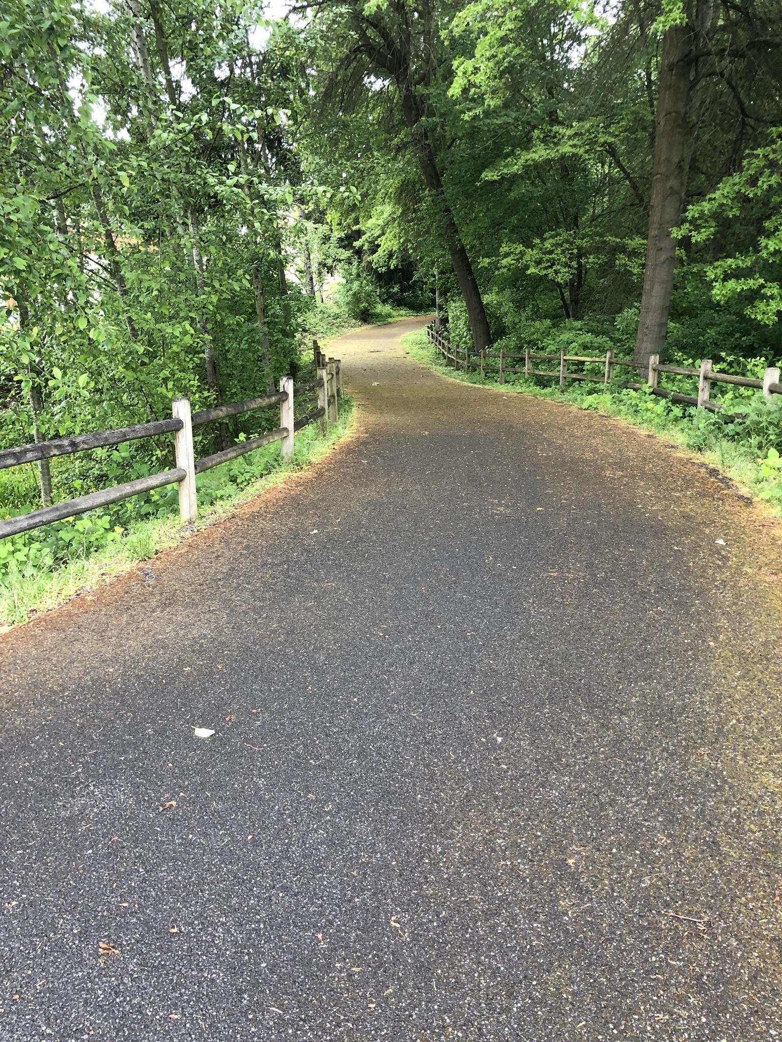 Paved path winding through a green forest with wooden fences on an overcast day.