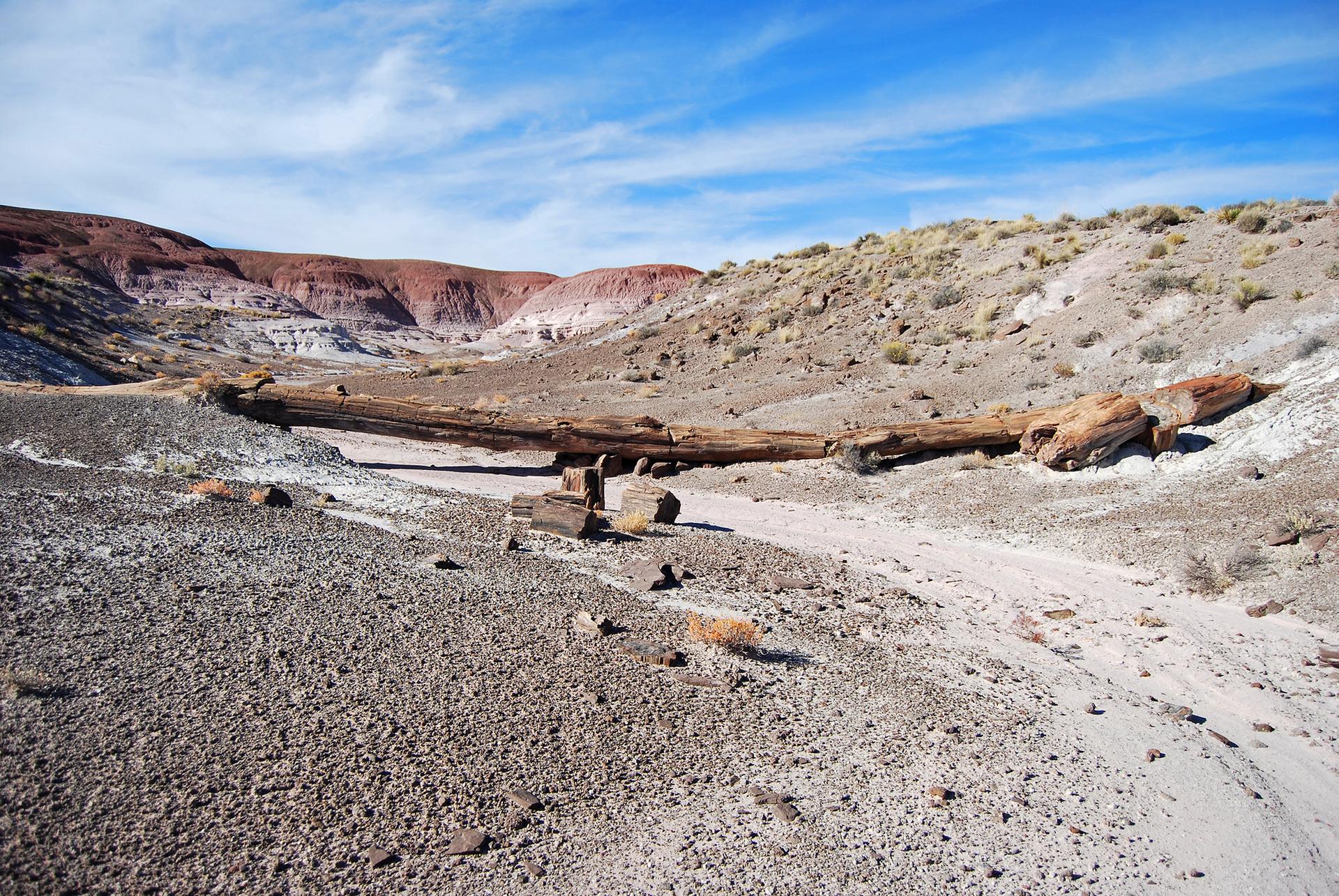 Long petrified logs lying in a dry wash within a desert landscape.