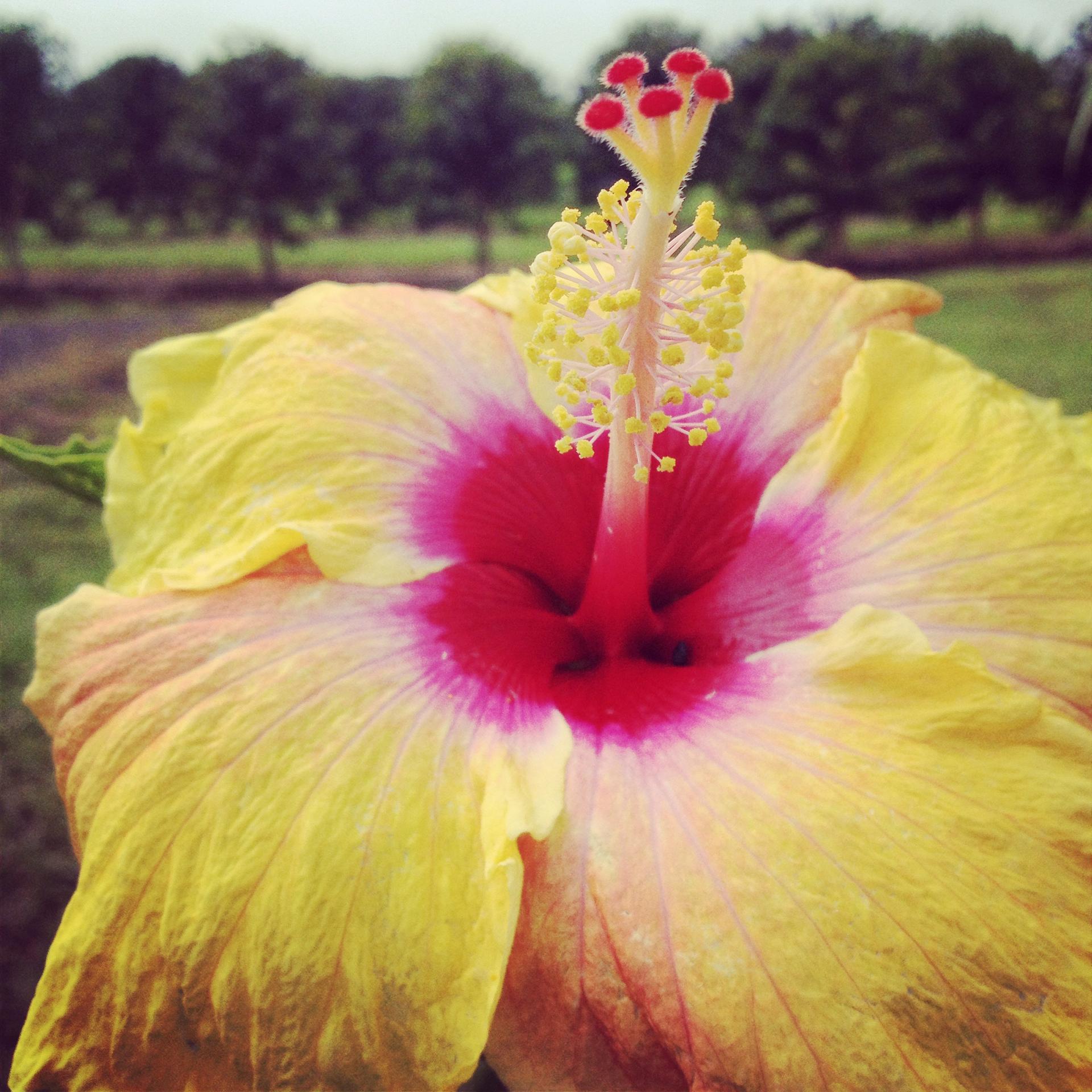 Close-up of a vibrant yellow and red hibiscus flower in bright light.