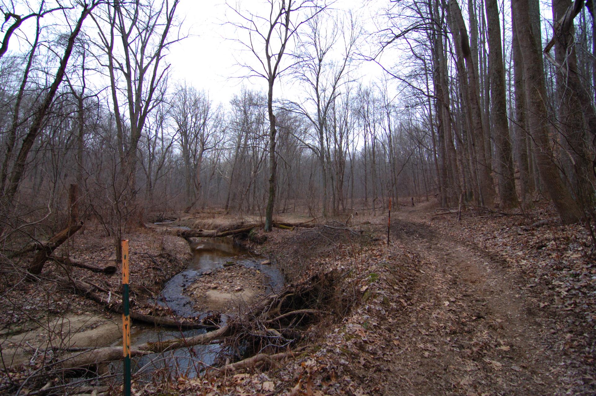 Overcast woodland scene with a winding stream and a dirt path.