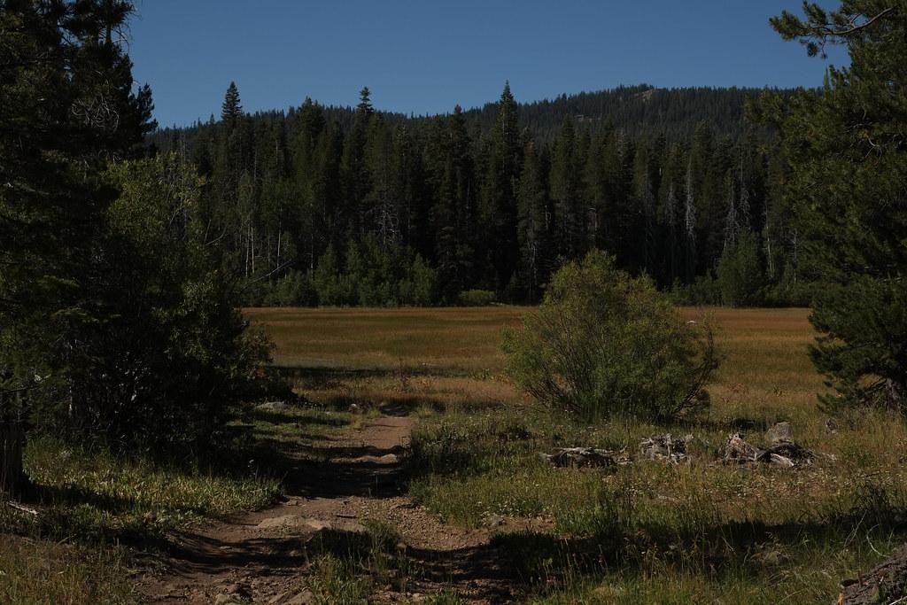 Dirt path leads to a sunlit meadow bordered by a dense pine forest.