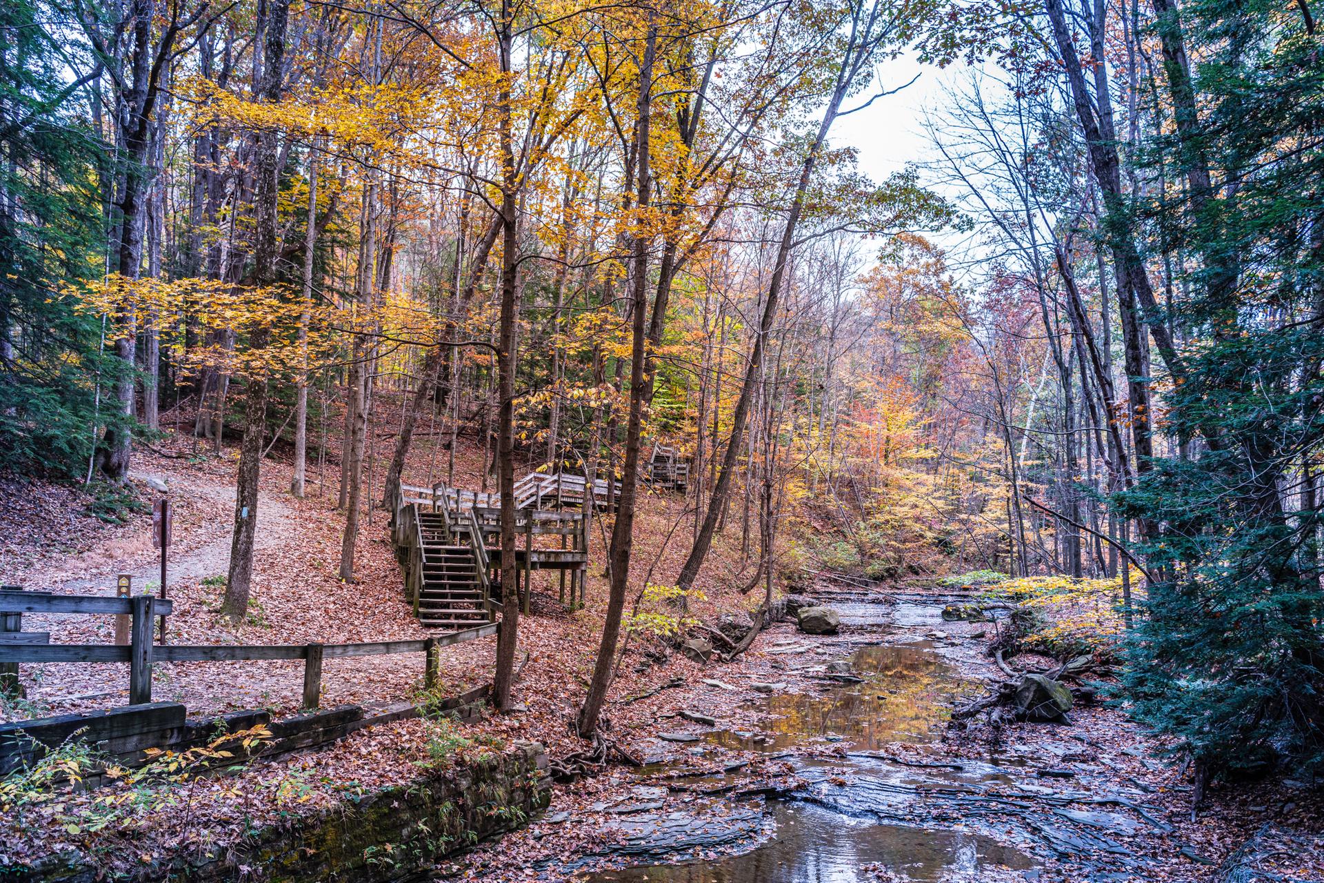A forest stream with autumn leaves, wooden stairs, and bridges on a cloudy day.