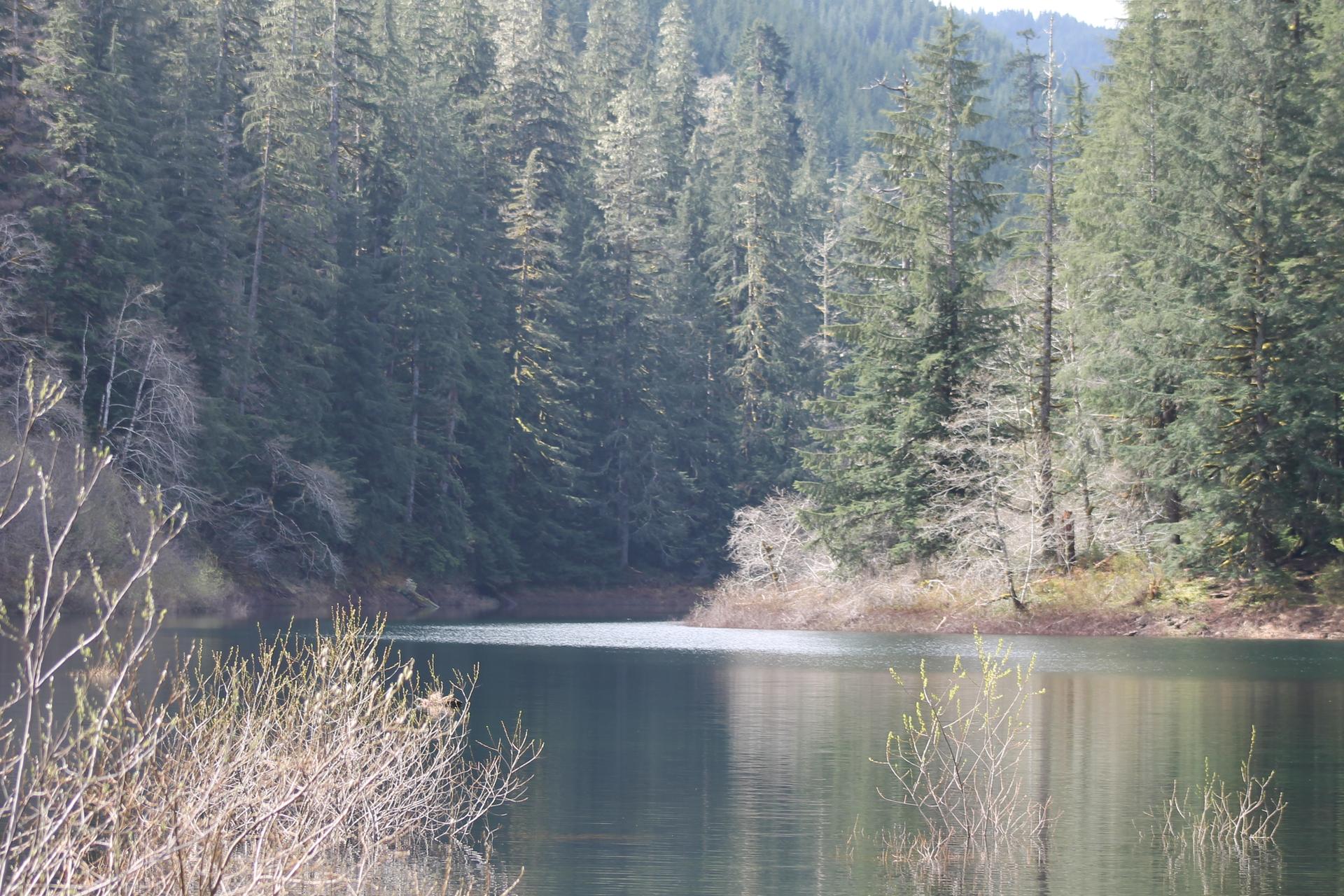 Calm lake surrounded by a dense evergreen forest under natural daylight.
