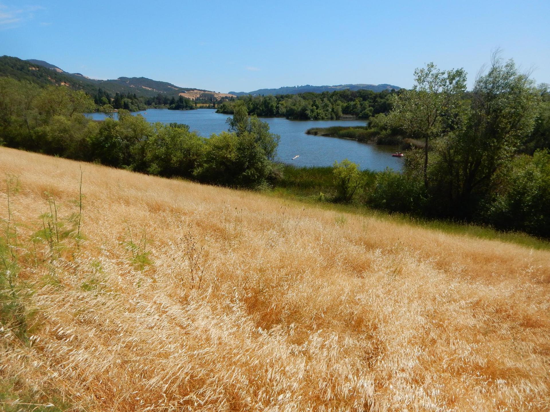 A golden field slopes down to a lake surrounded by green trees and hills.
