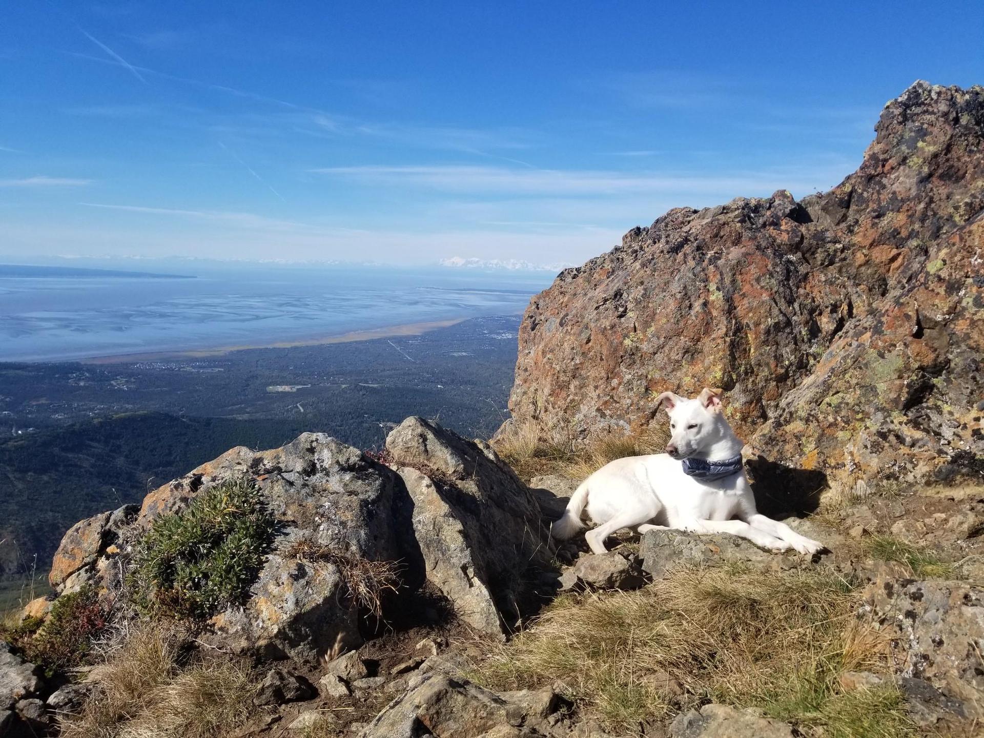 A white dog rests on a rocky mountain peak overlooking a vast landscape.