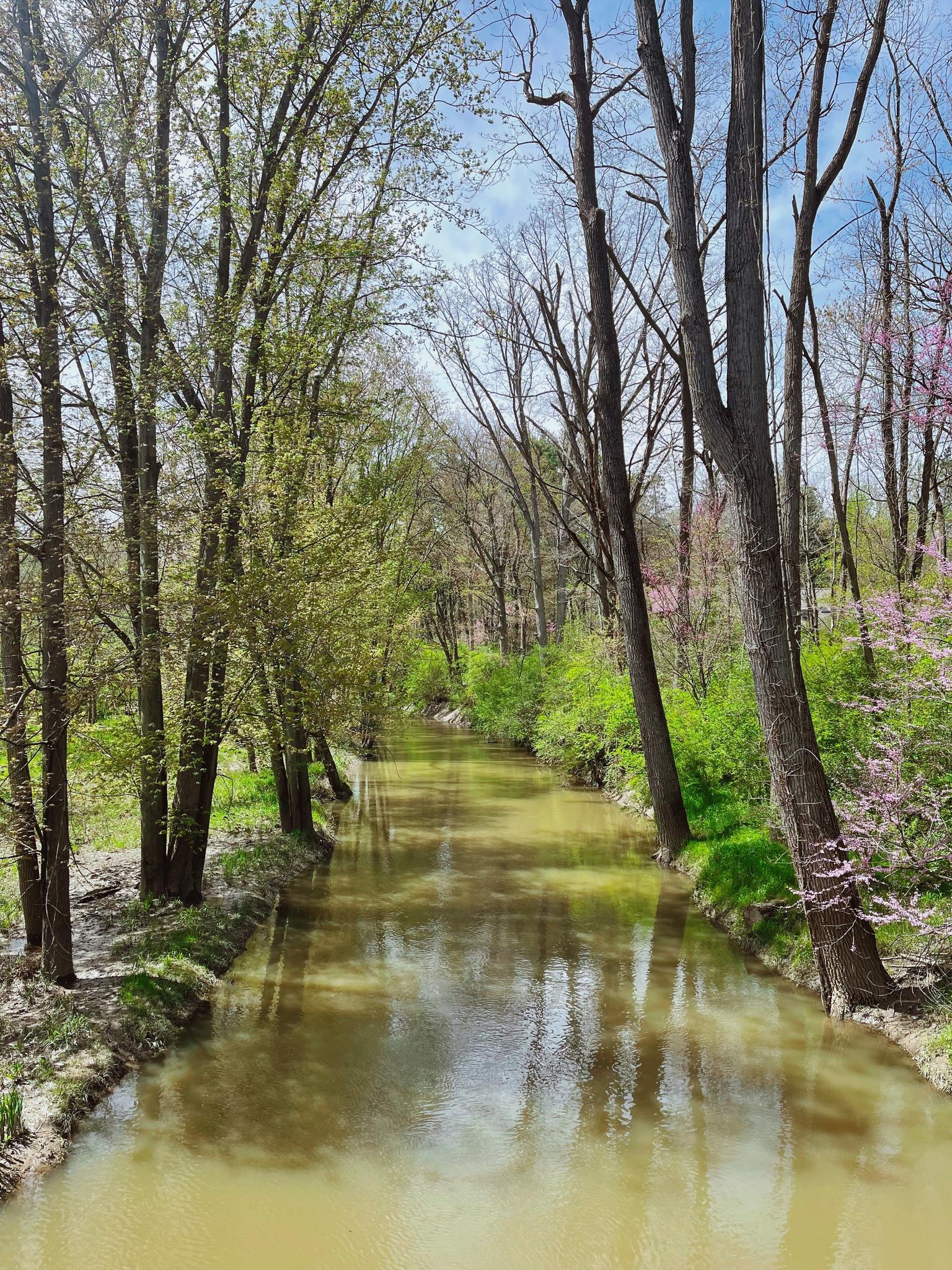 A narrow, muddy river flows through a forest with green and budding trees.