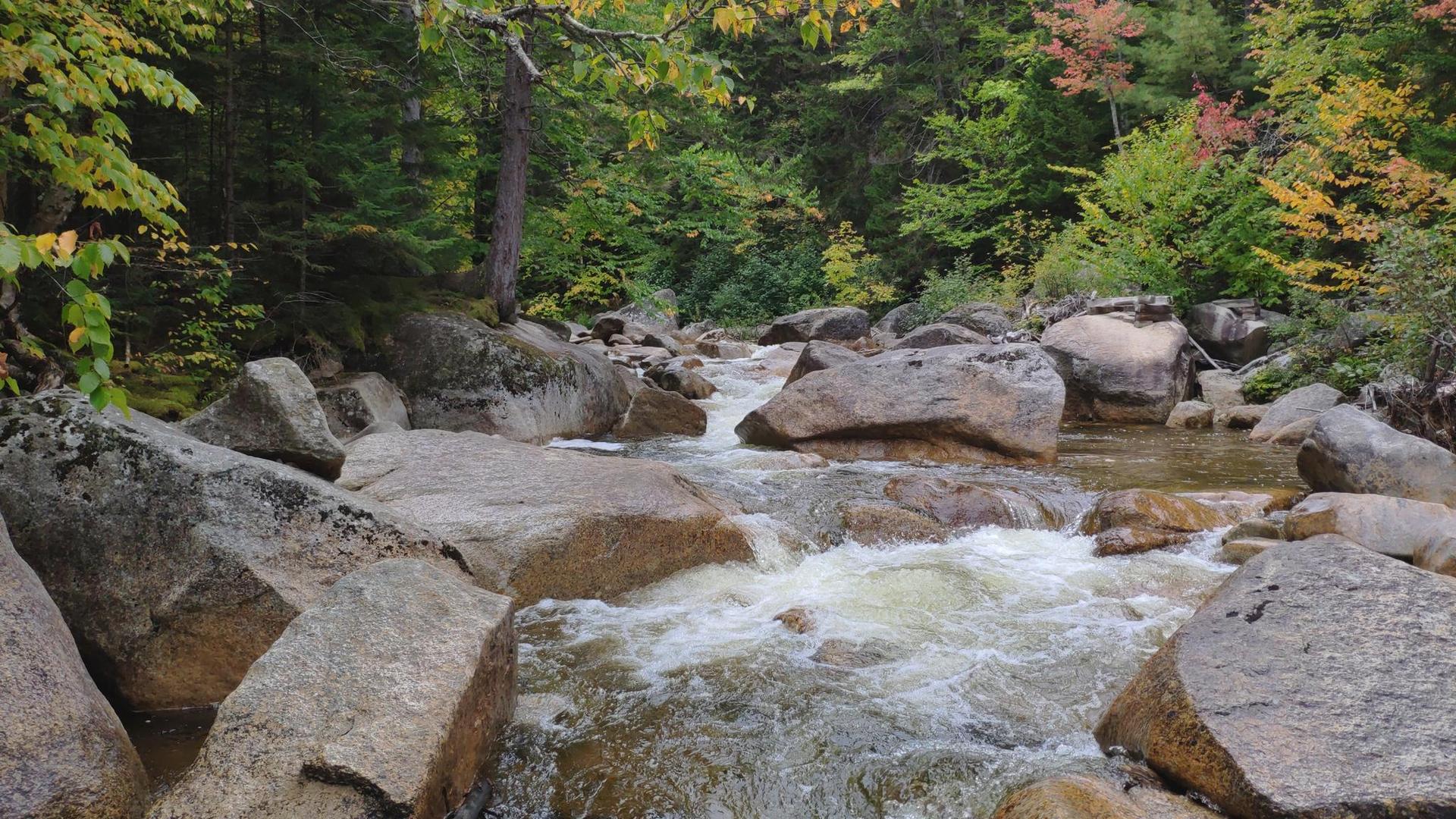 A rocky river with rushing water surrounded by green and autumn trees.