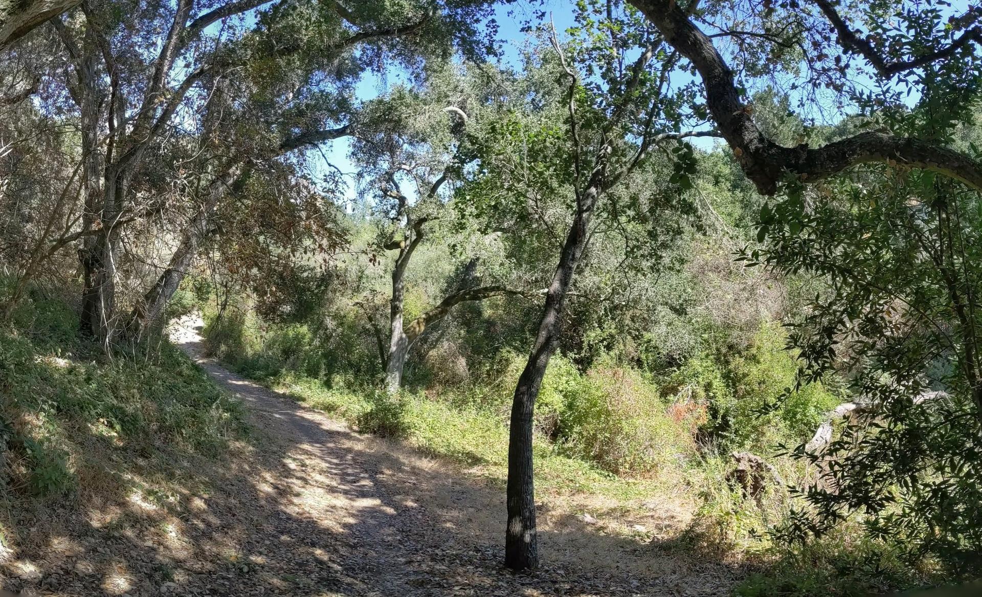 Dappled sunlight illuminates a winding dirt path through a dense forest.