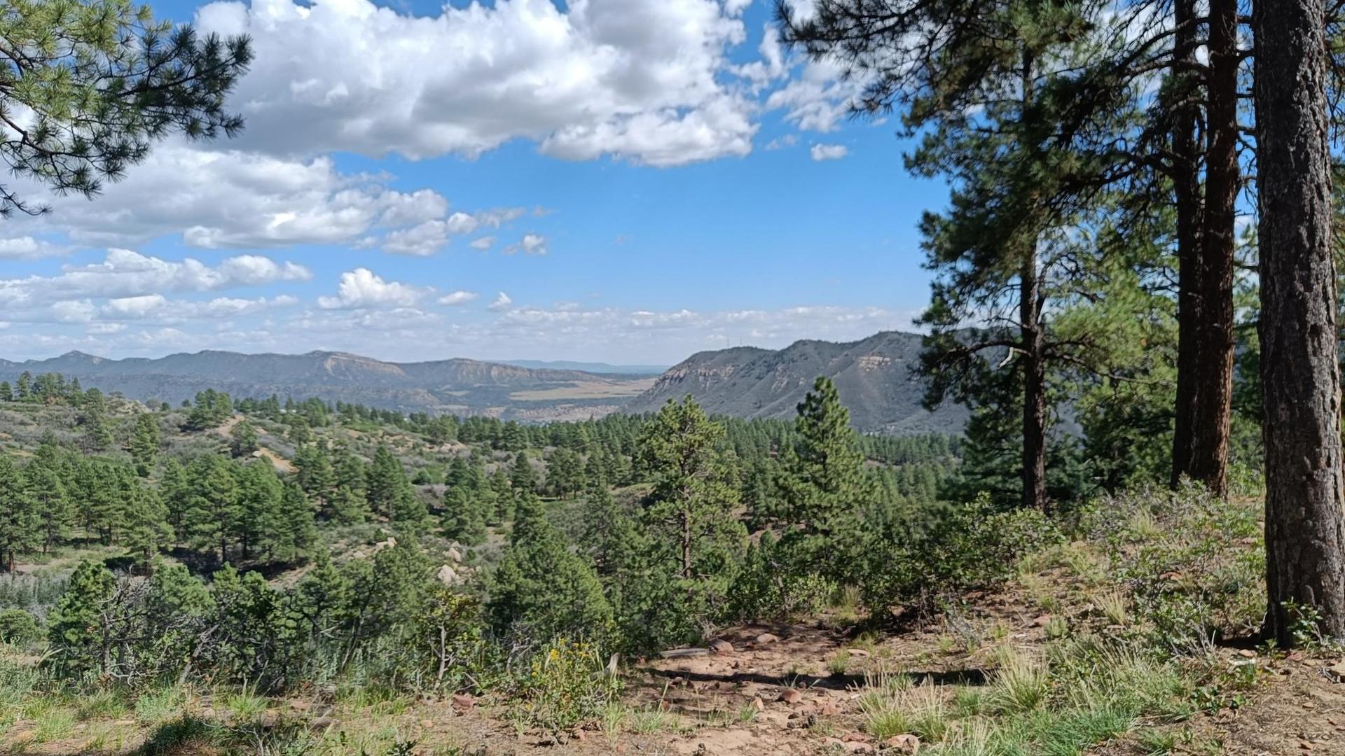 Sunny forest view with pine trees and distant mountains under a blue sky.