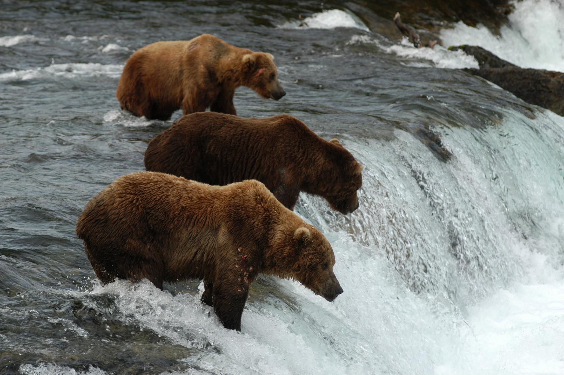 Three brown bears stand in a rushing river at the top of a waterfall.