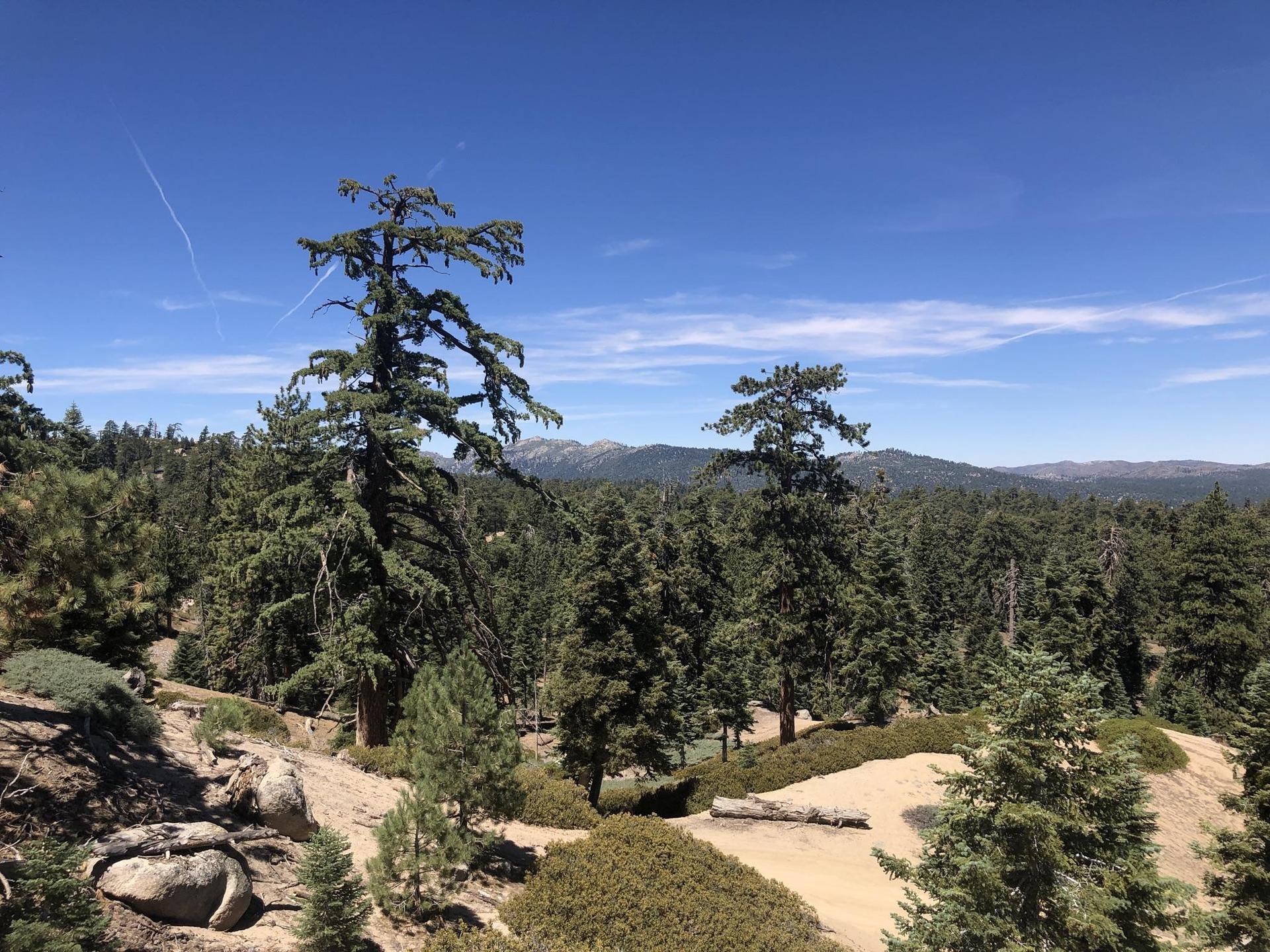 Forest of tall pine trees on a sunny day with distant mountains.