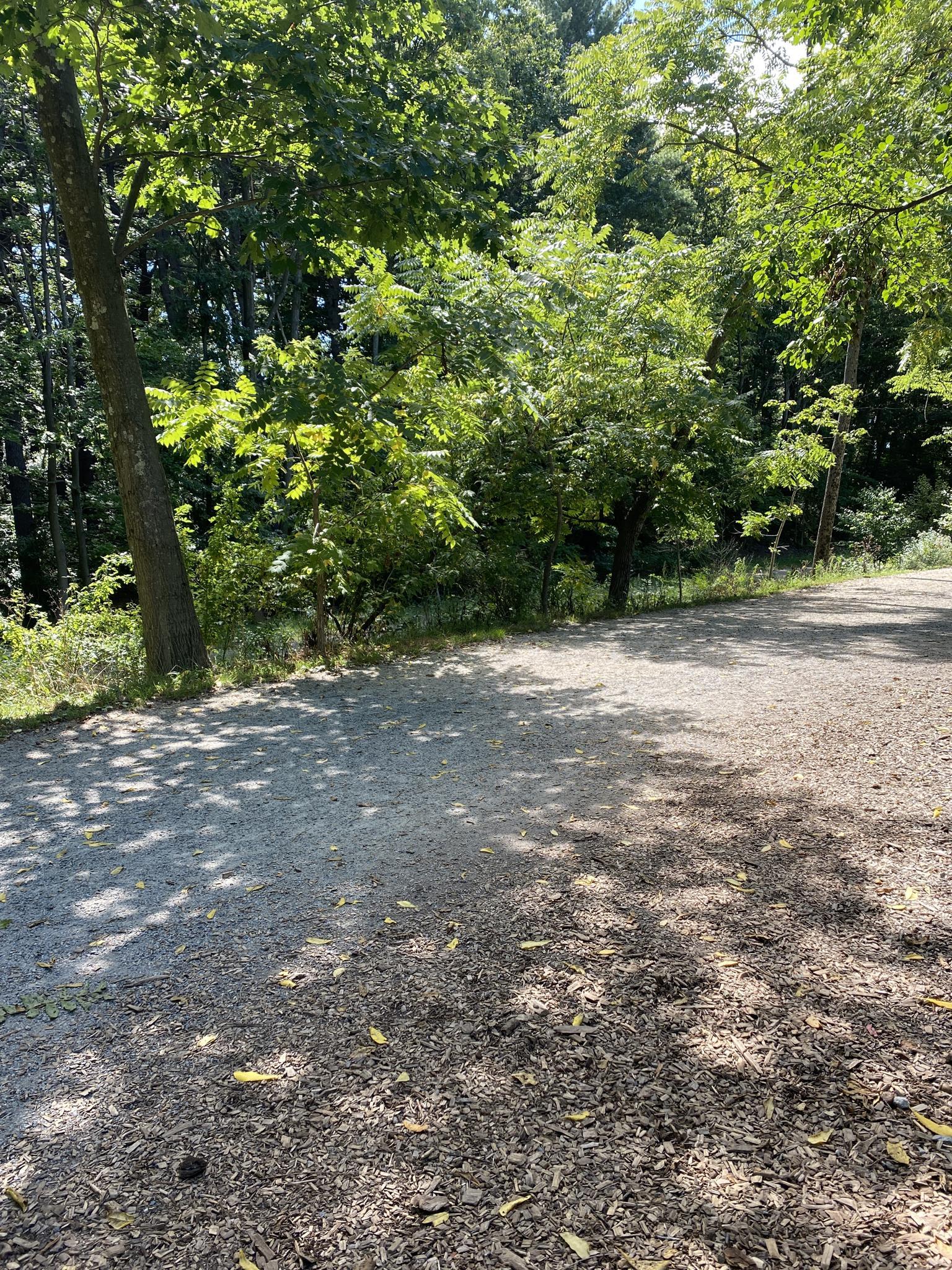 Sunny gravel path winding through a dense green forest with dappled light.