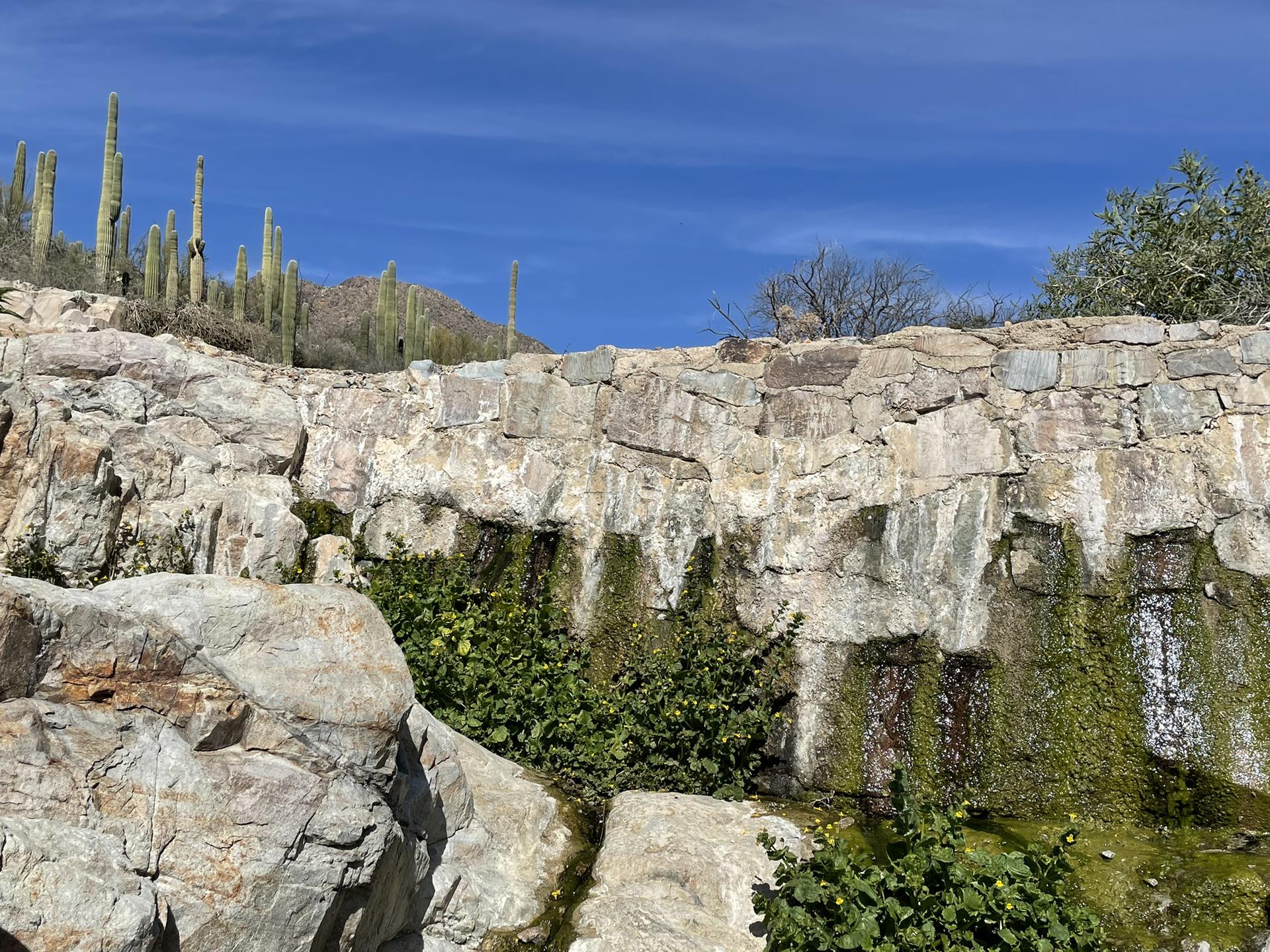 Stone wall with green moss and small waterfalls, saguaro cacti on hill above.