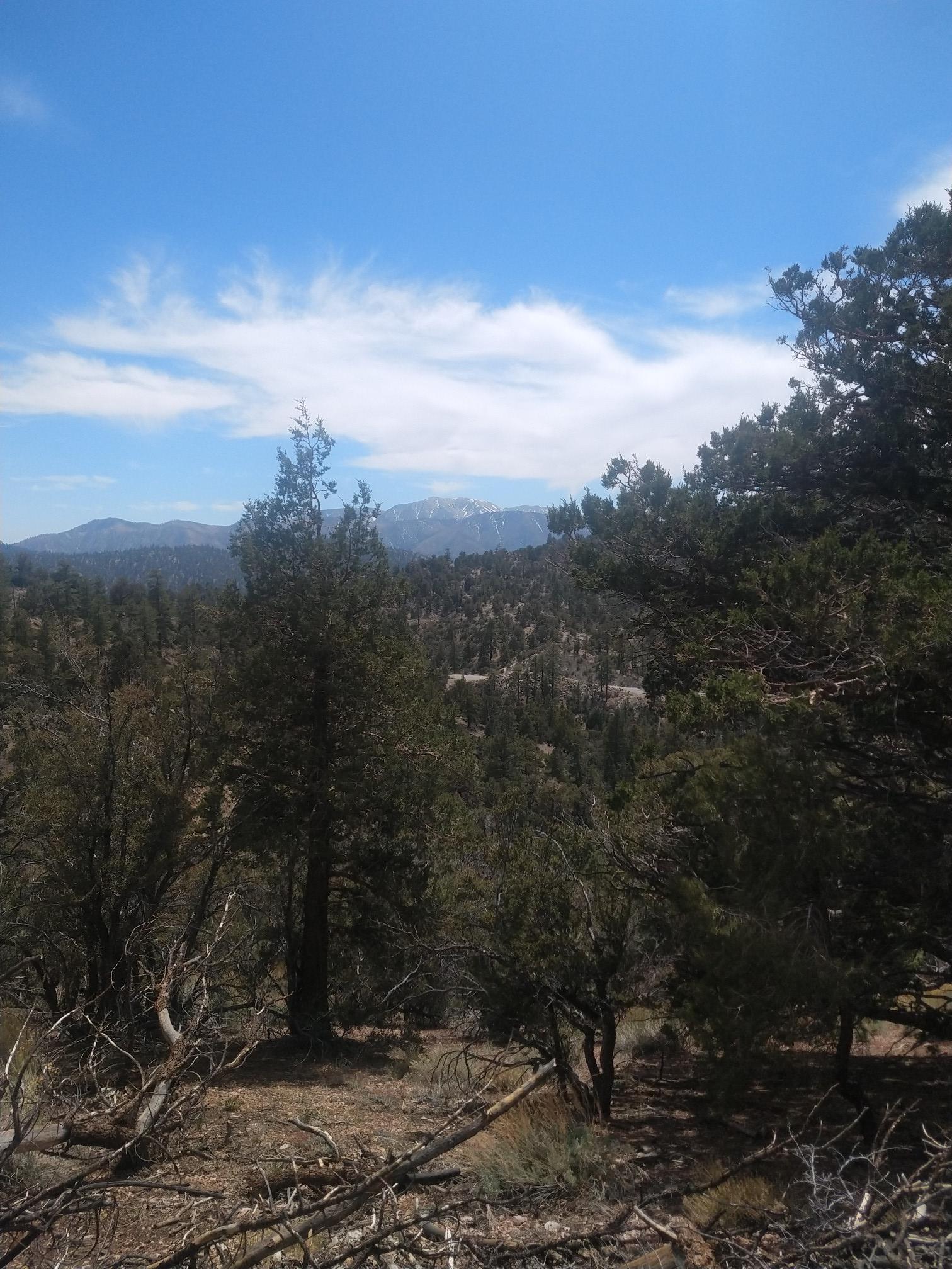 A vast forest stretches under a bright blue sky with distant mountains.