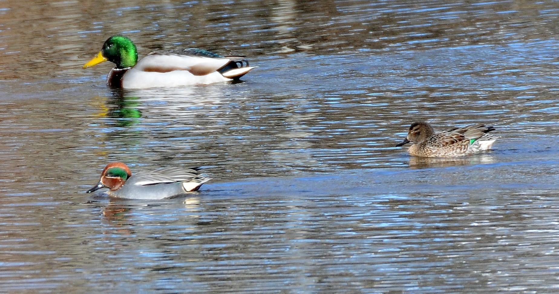 Three ducks, two drakes and one hen, swimming in calm water.