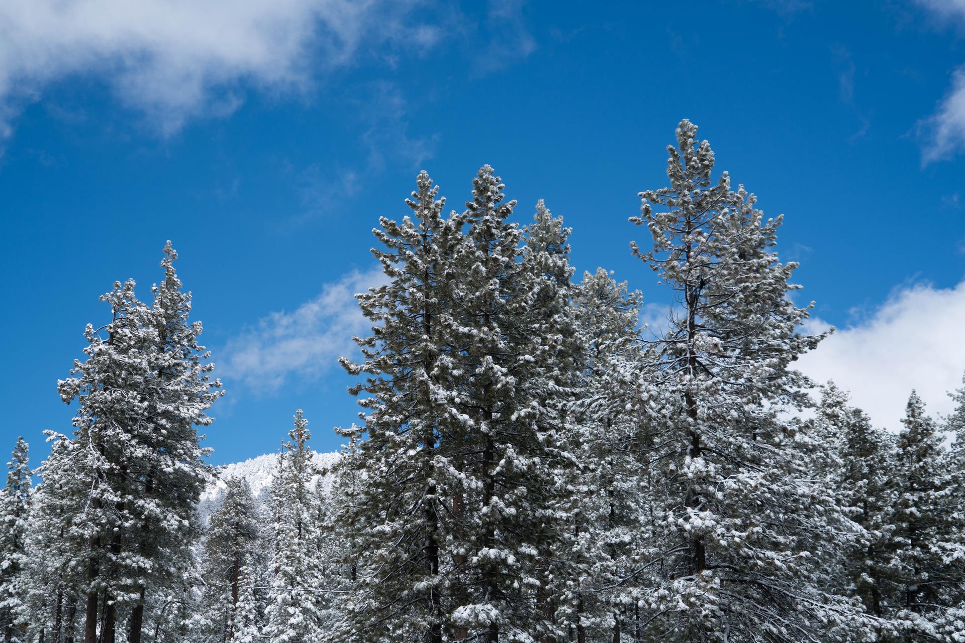 Snow-covered pine trees under a bright blue sky with white clouds.