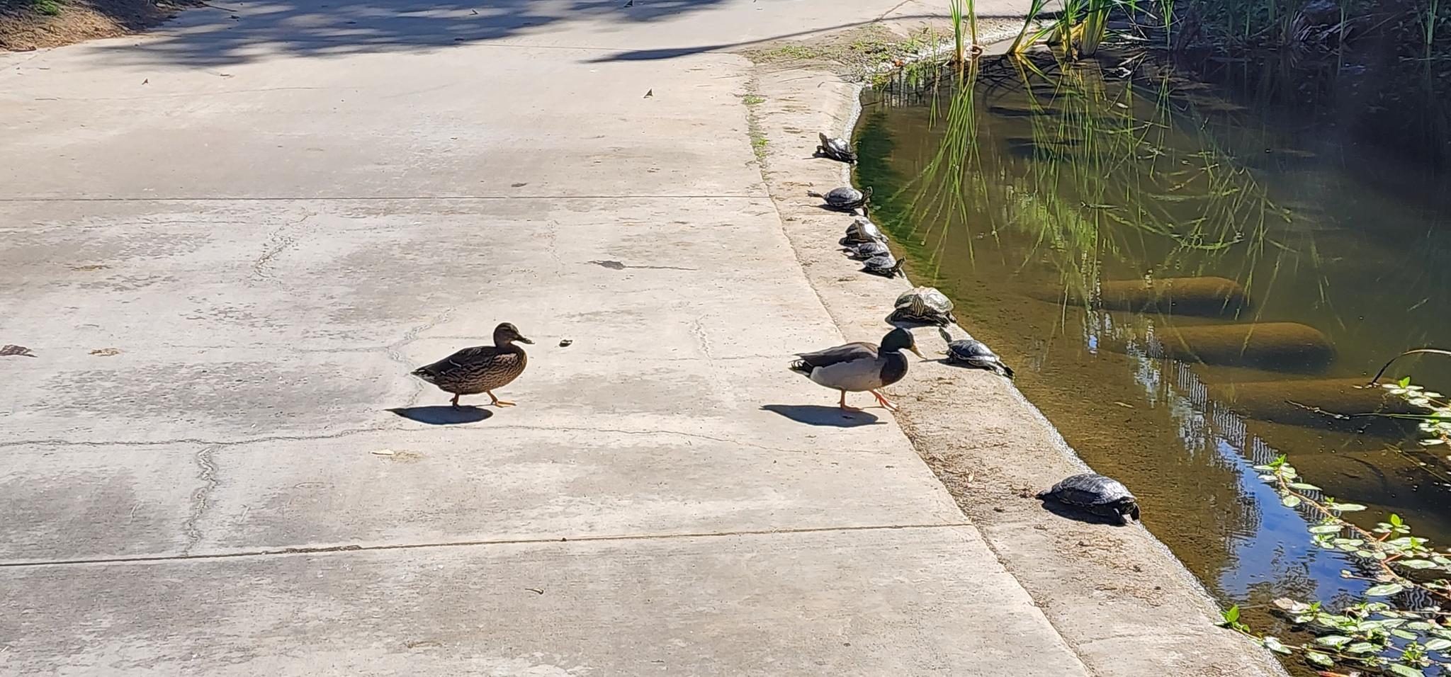 Two ducks on a concrete path near a pond with basking turtles. Sunny.