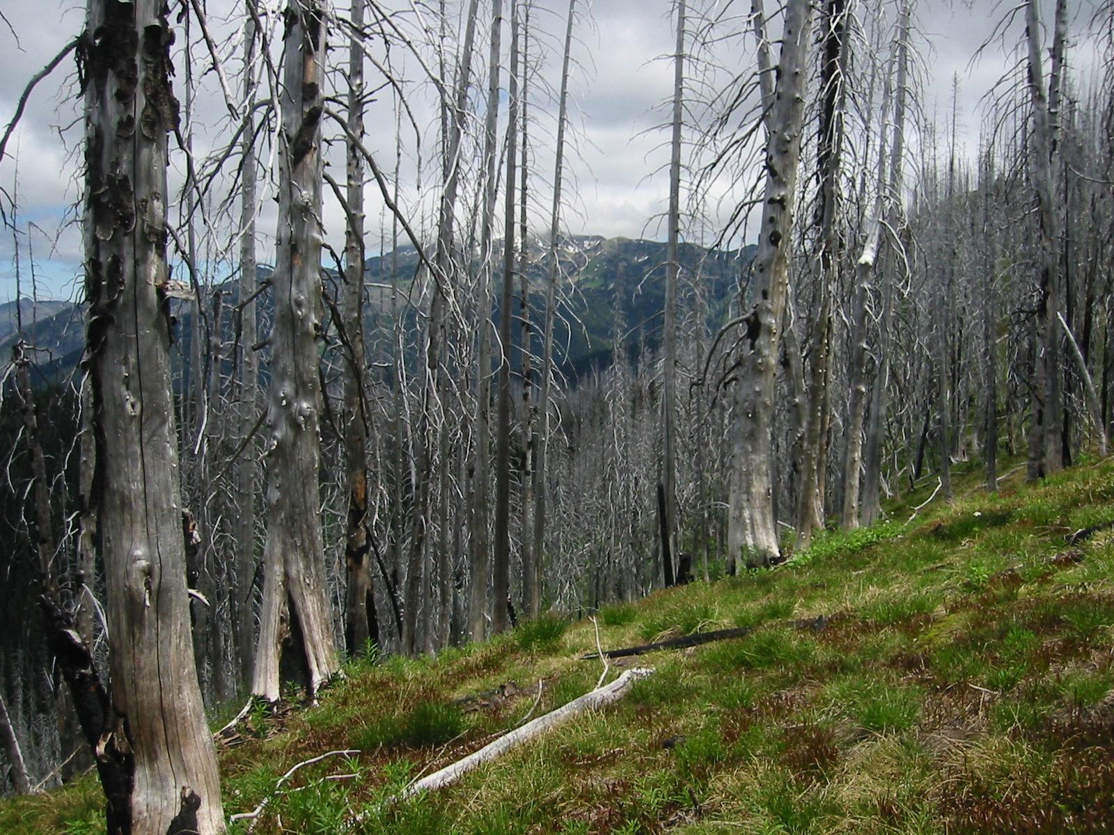 Dense forest of dead, bare trees on a grassy slope under an overcast sky.