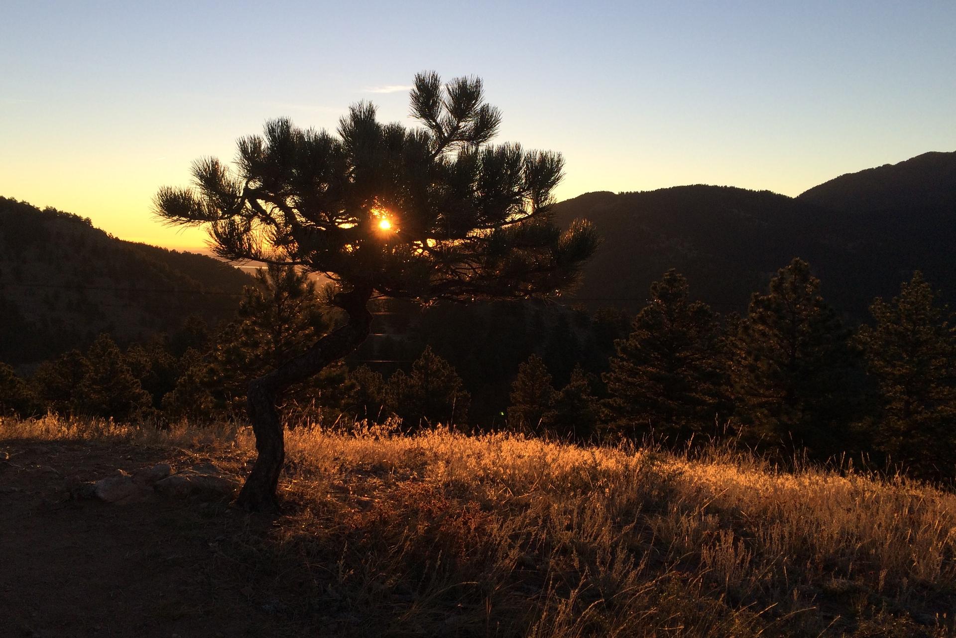 Sunset behind a silhouetted pine tree on a hillside with golden light.