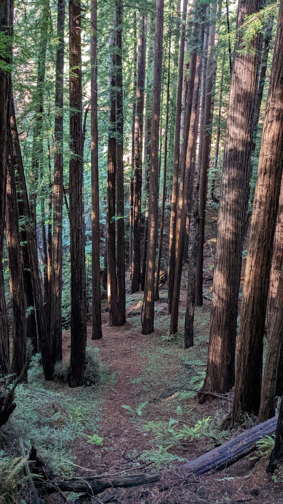Tall, slender trees create a dense forest with a winding dirt path.