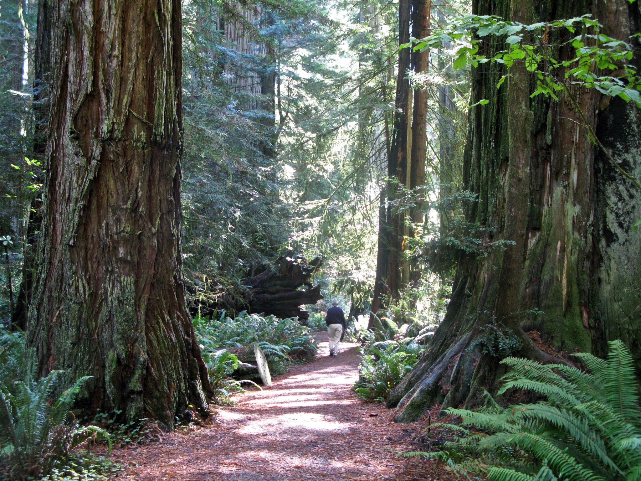 A person walks on a sunlit dirt path between two massive tree trunks.