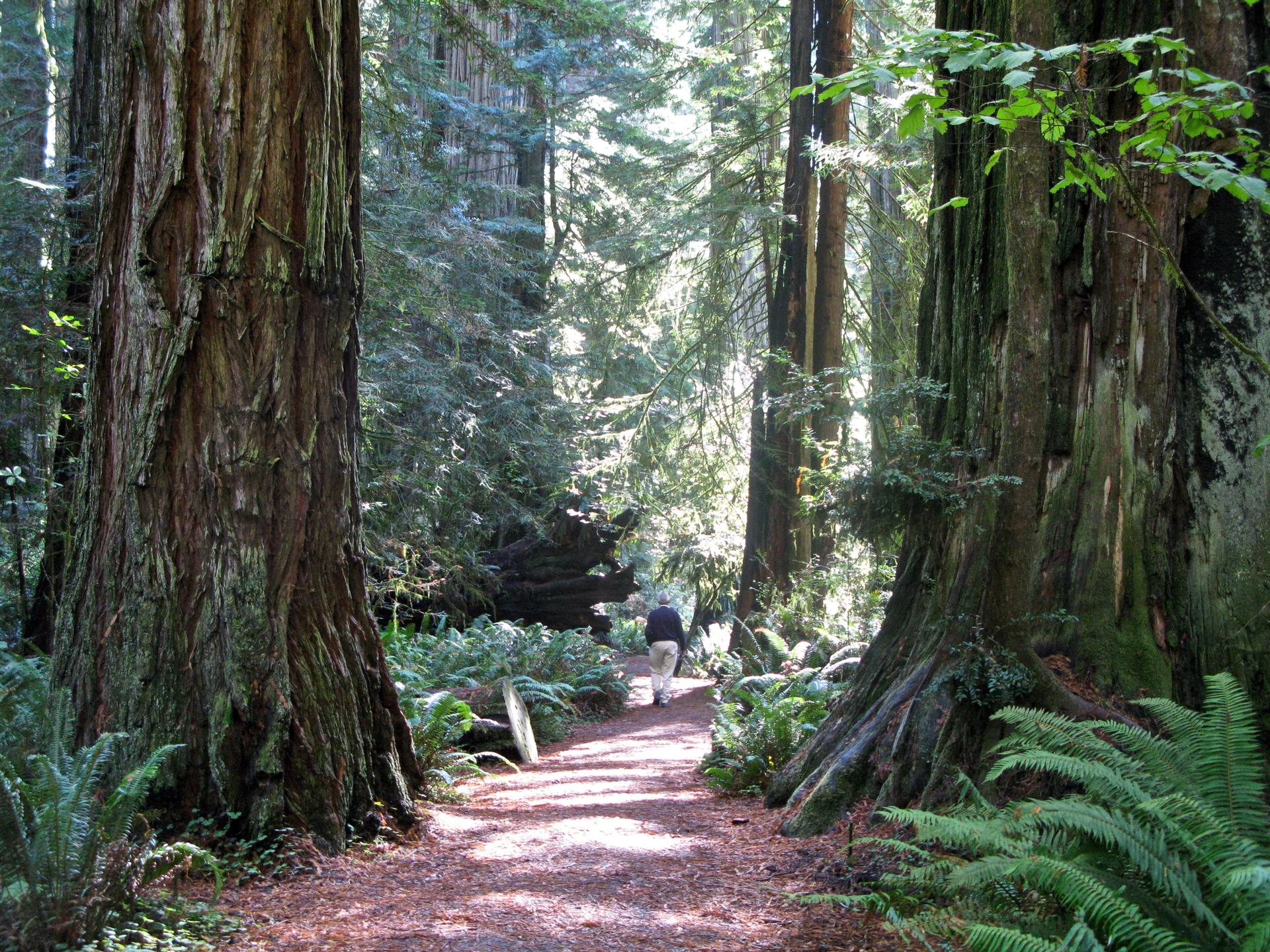A person walks on a sunlit dirt path between two massive tree trunks.