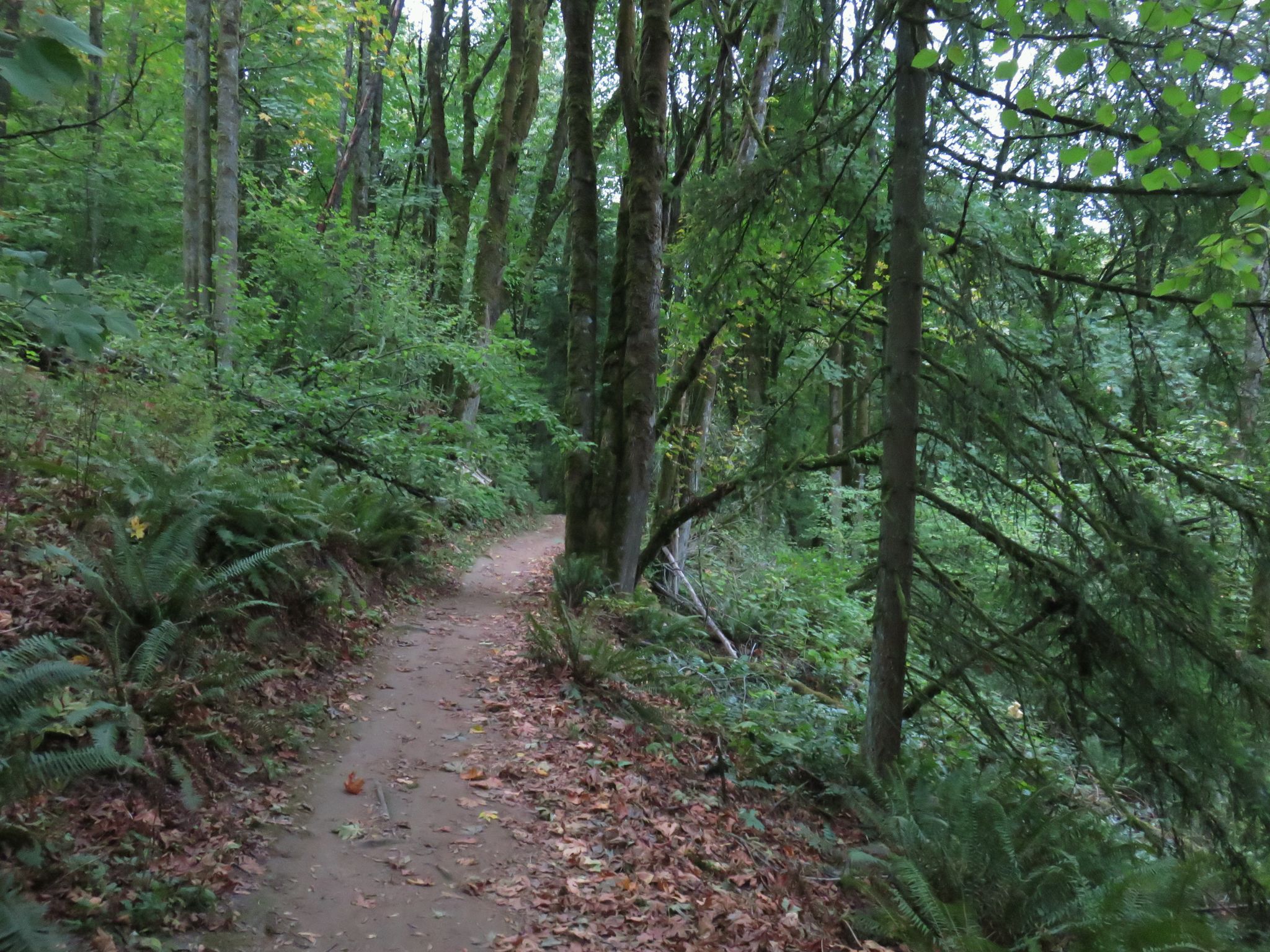A winding dirt path covered in leaves through a lush, green forest. - Wild Cherry, Alder, and Dogwood Loop