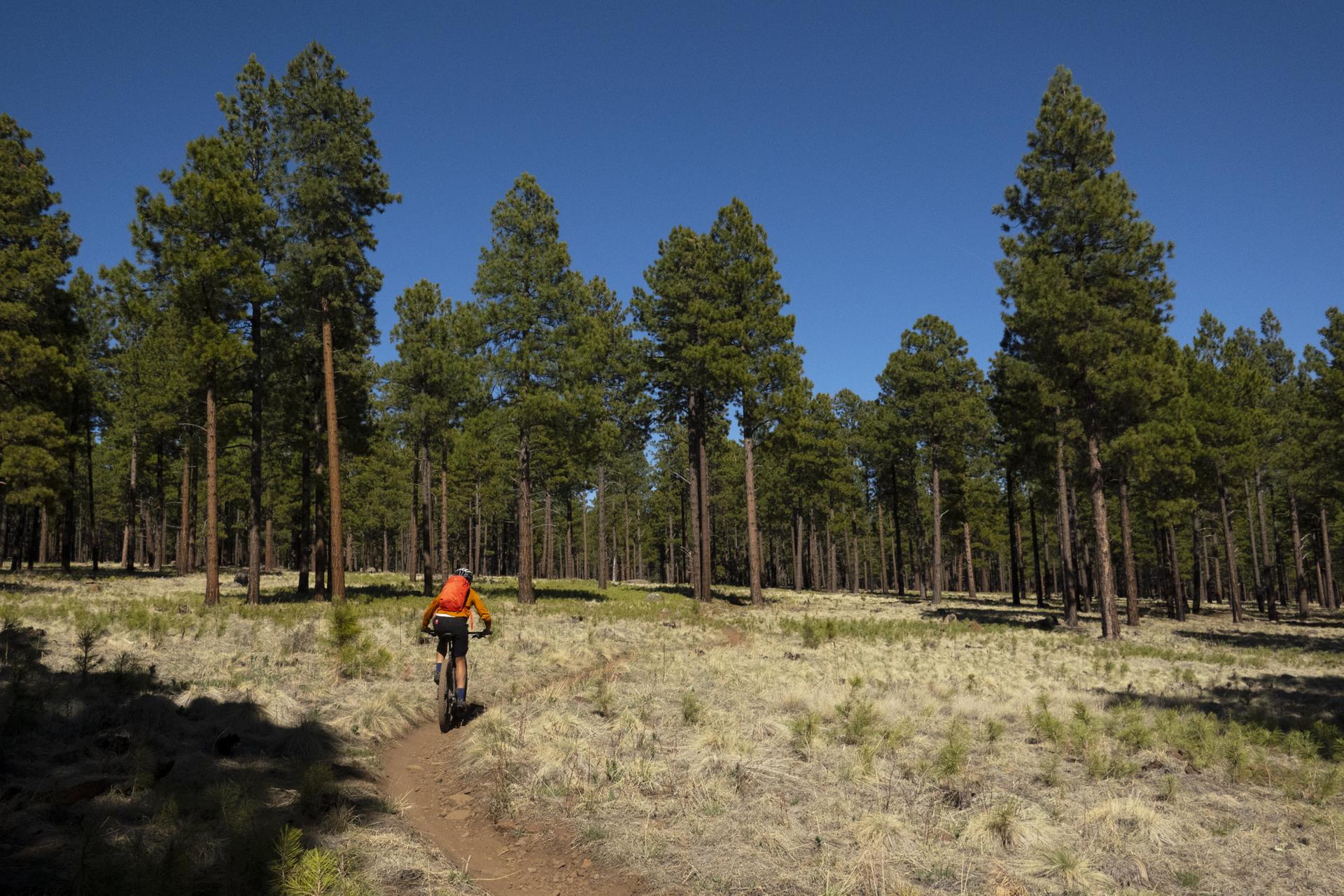 Person mountain biking on a dirt trail through a sunny pine forest.