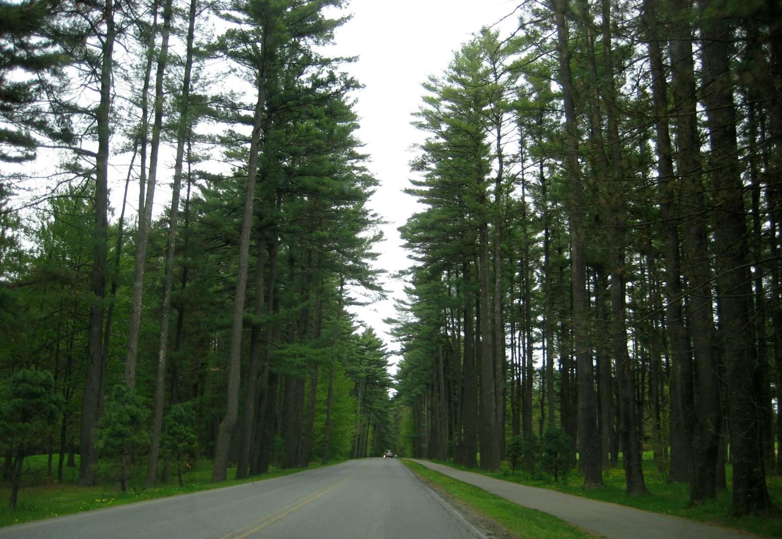 Long straight road through a dense forest of tall pine trees under overcast sky.