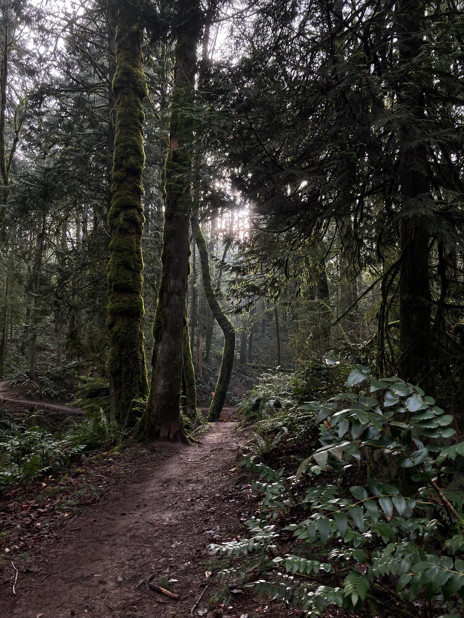 Sunlight filters through tall, mossy trees onto a dirt path in a dark forest.