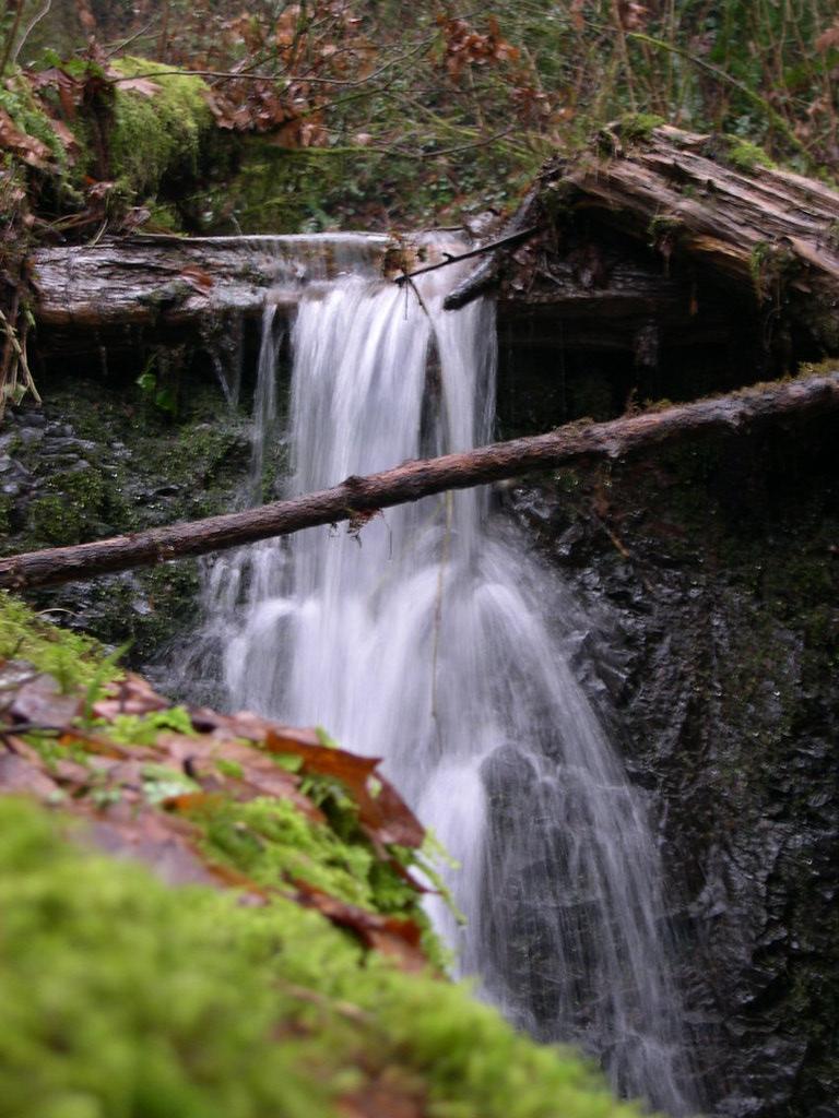 Small waterfall cascading over mossy rocks and fallen logs in a dim forest.