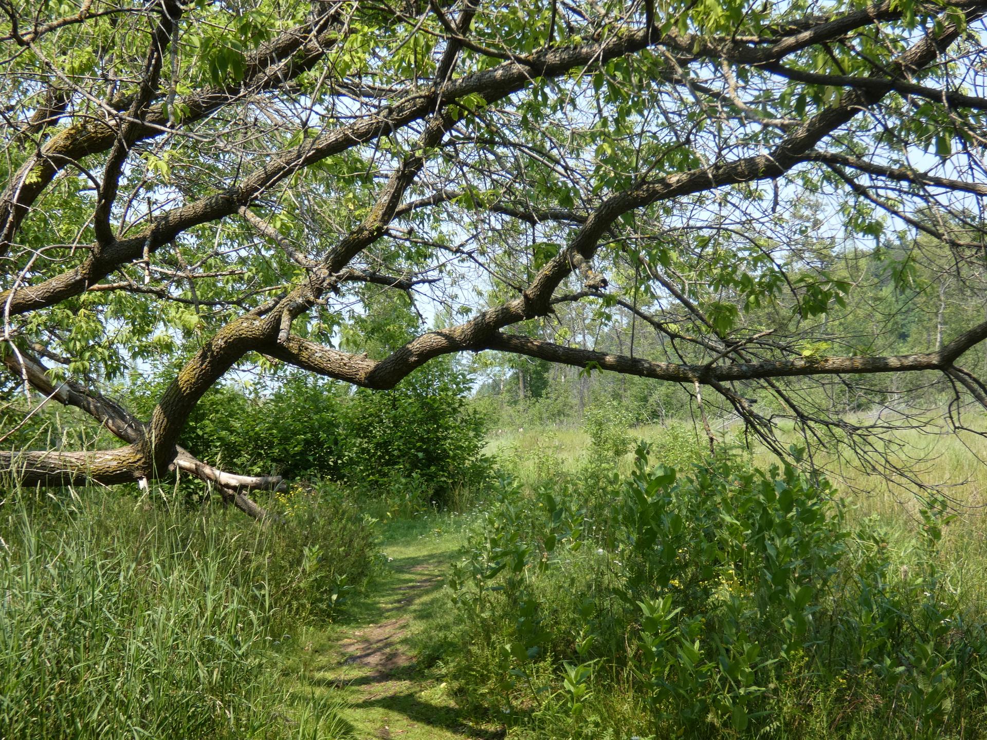 A sunny dirt path winds through a green field under a large tree.