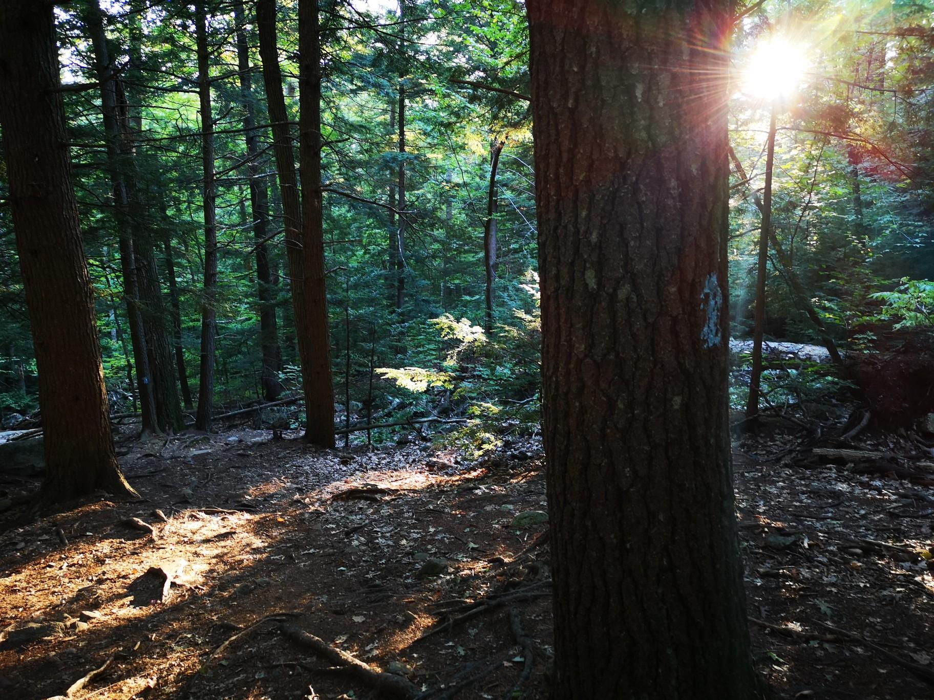 Sunlight streams through tall trees onto a forest path, creating dappled light.