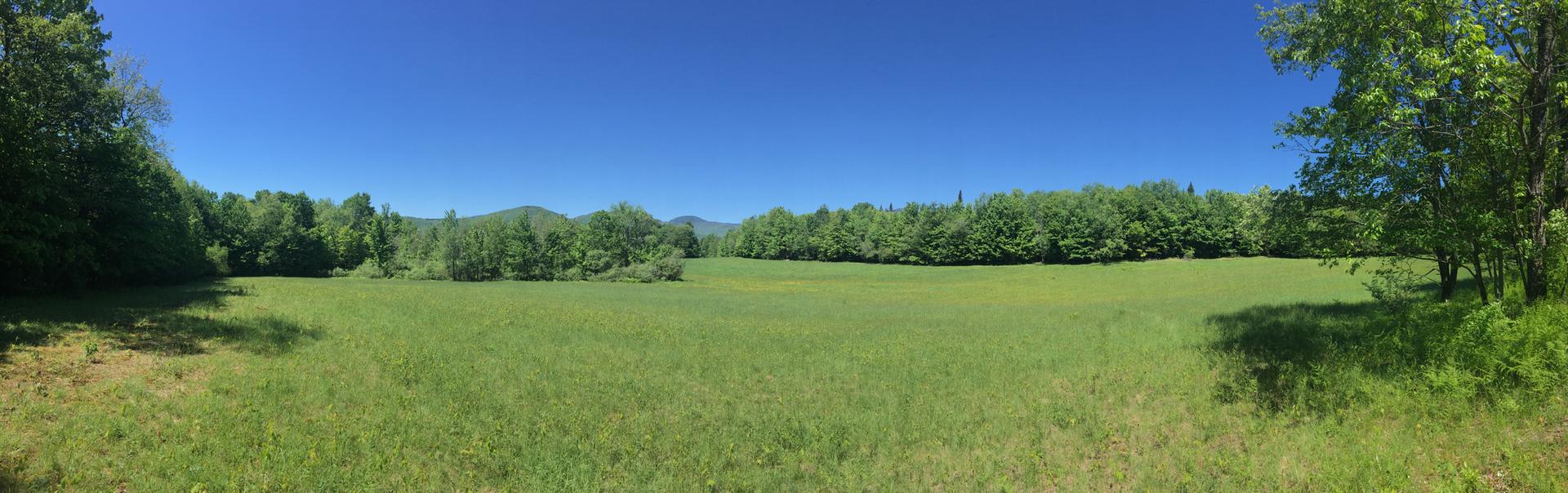 Expansive green field surrounded by lush trees under a clear blue sky.