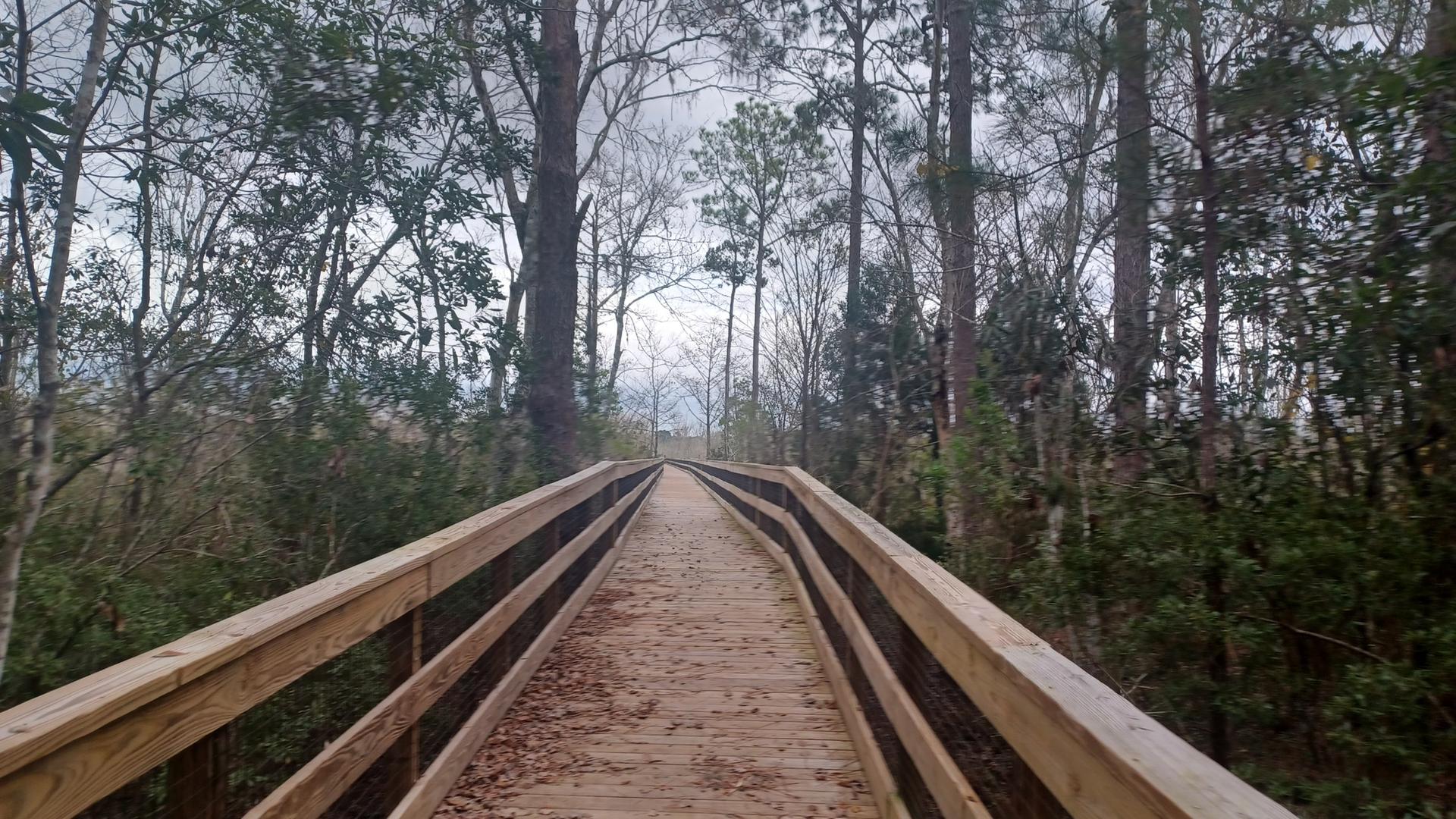 Long wooden boardwalk winding through a dense, tall forest.