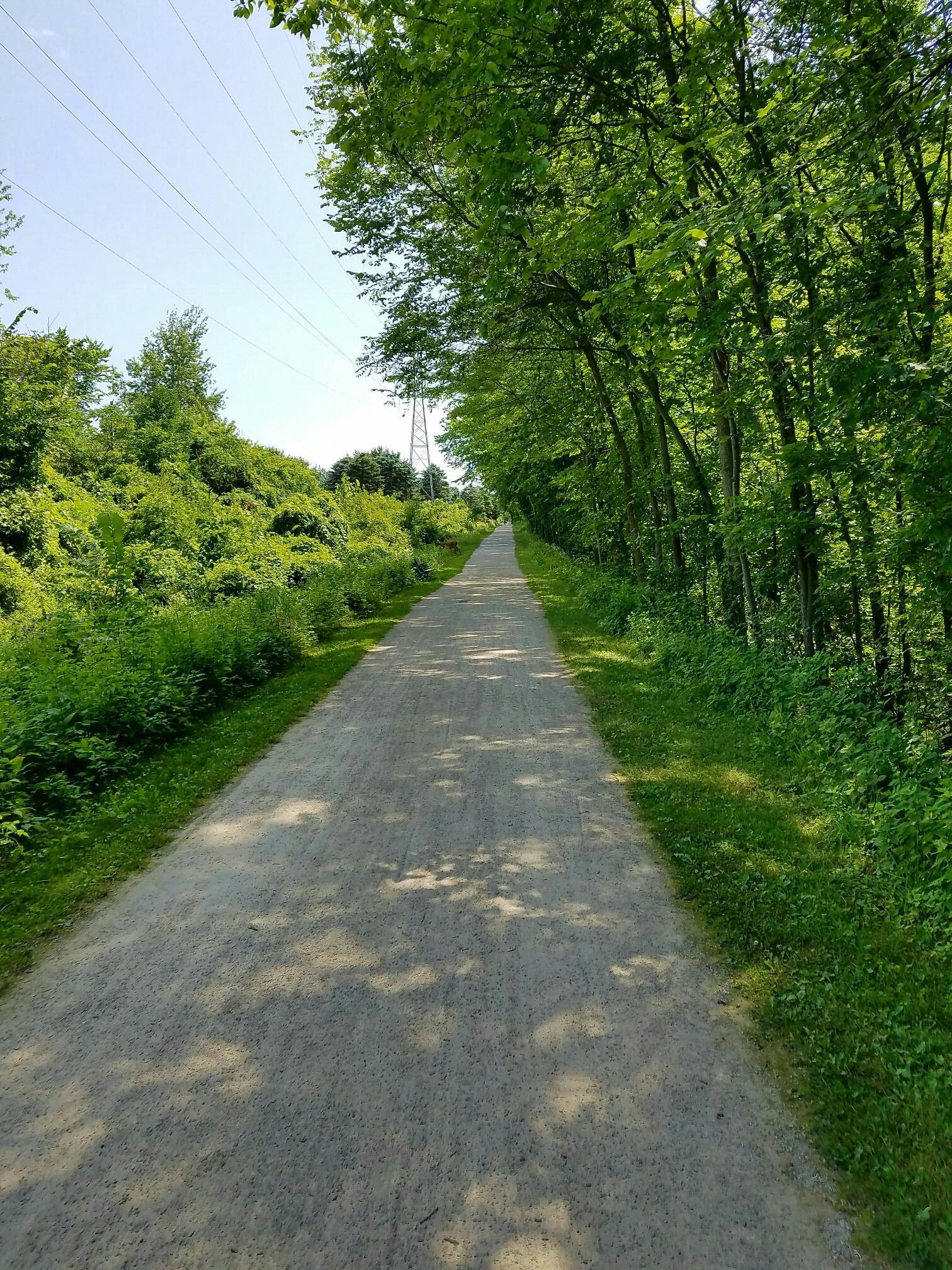 A long, straight dirt path through a dense green forest on a sunny day.
