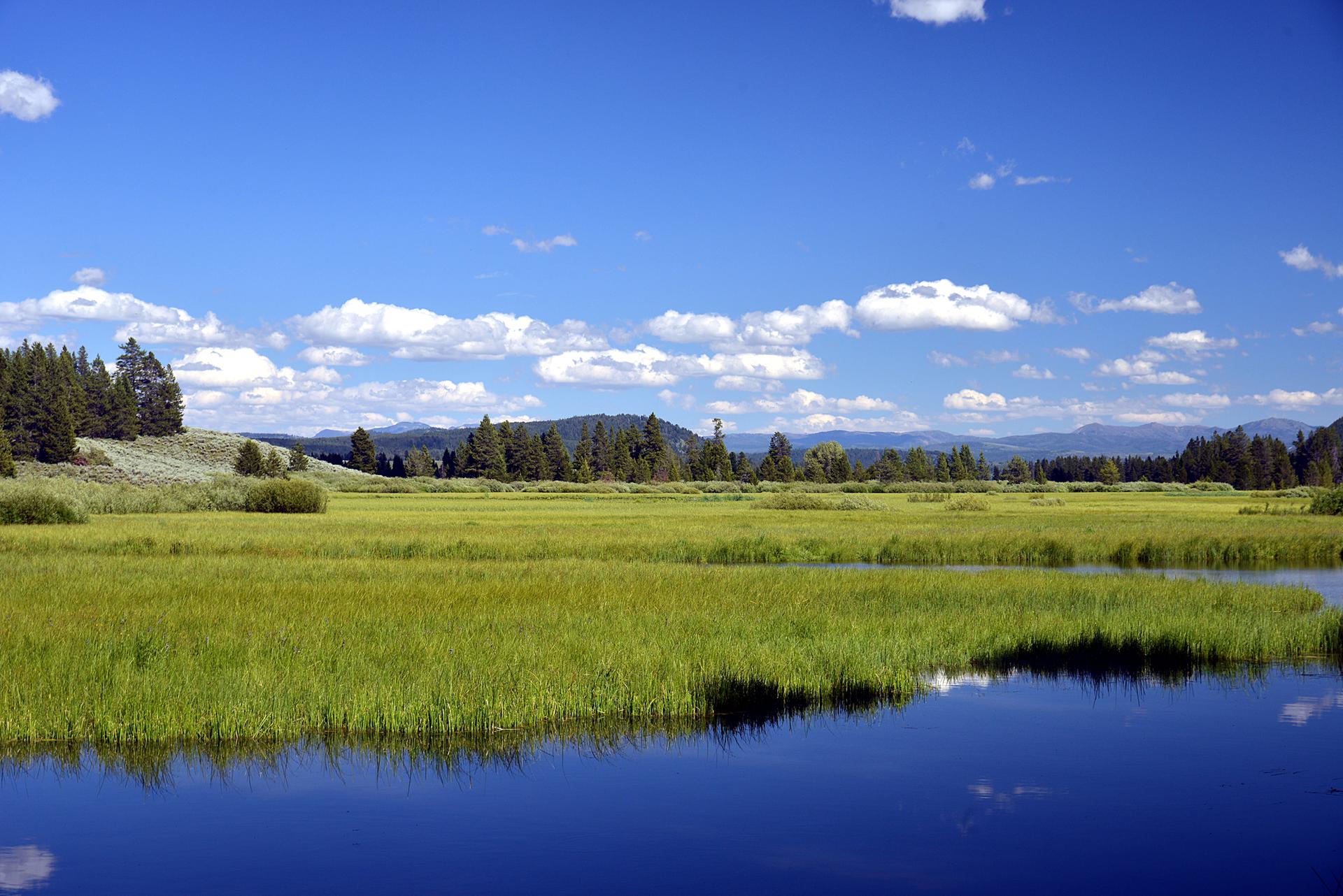 Expansive green marshland next to a calm river under a bright blue sky.