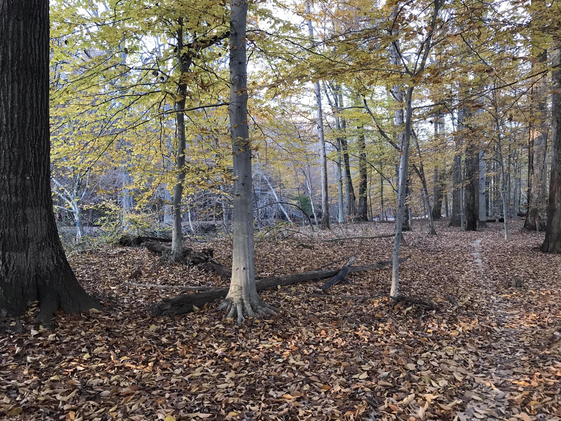 Autumn forest with golden-leaved trees and a ground covered in fallen leaves.