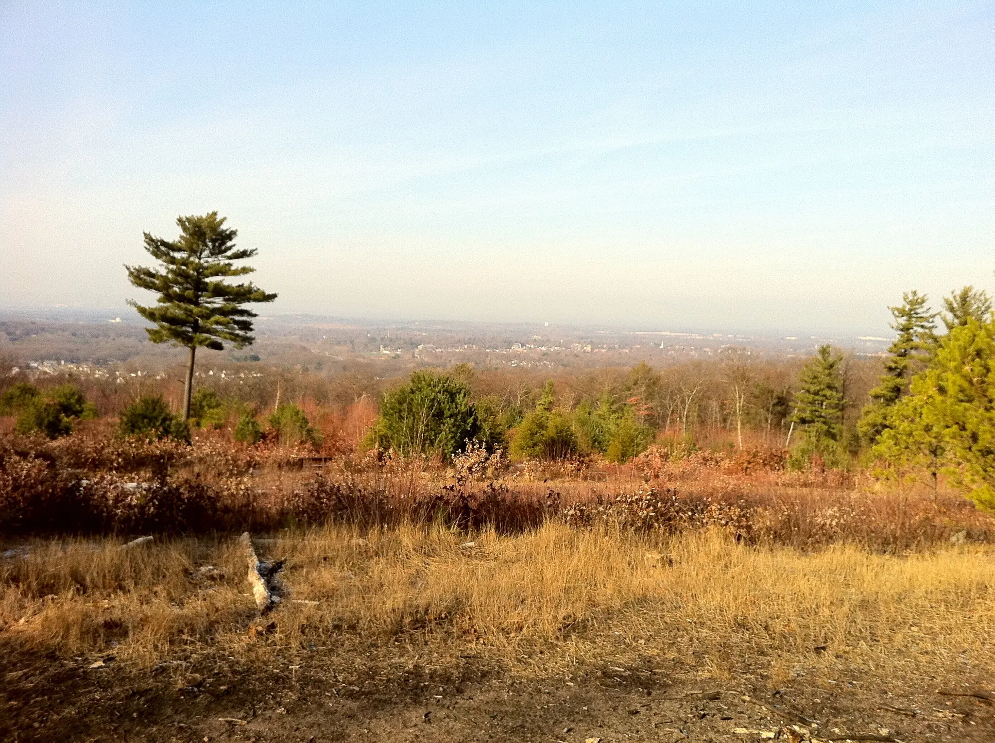 Overlook with a lone pine tree, autumn forest, and distant town under clear sky.