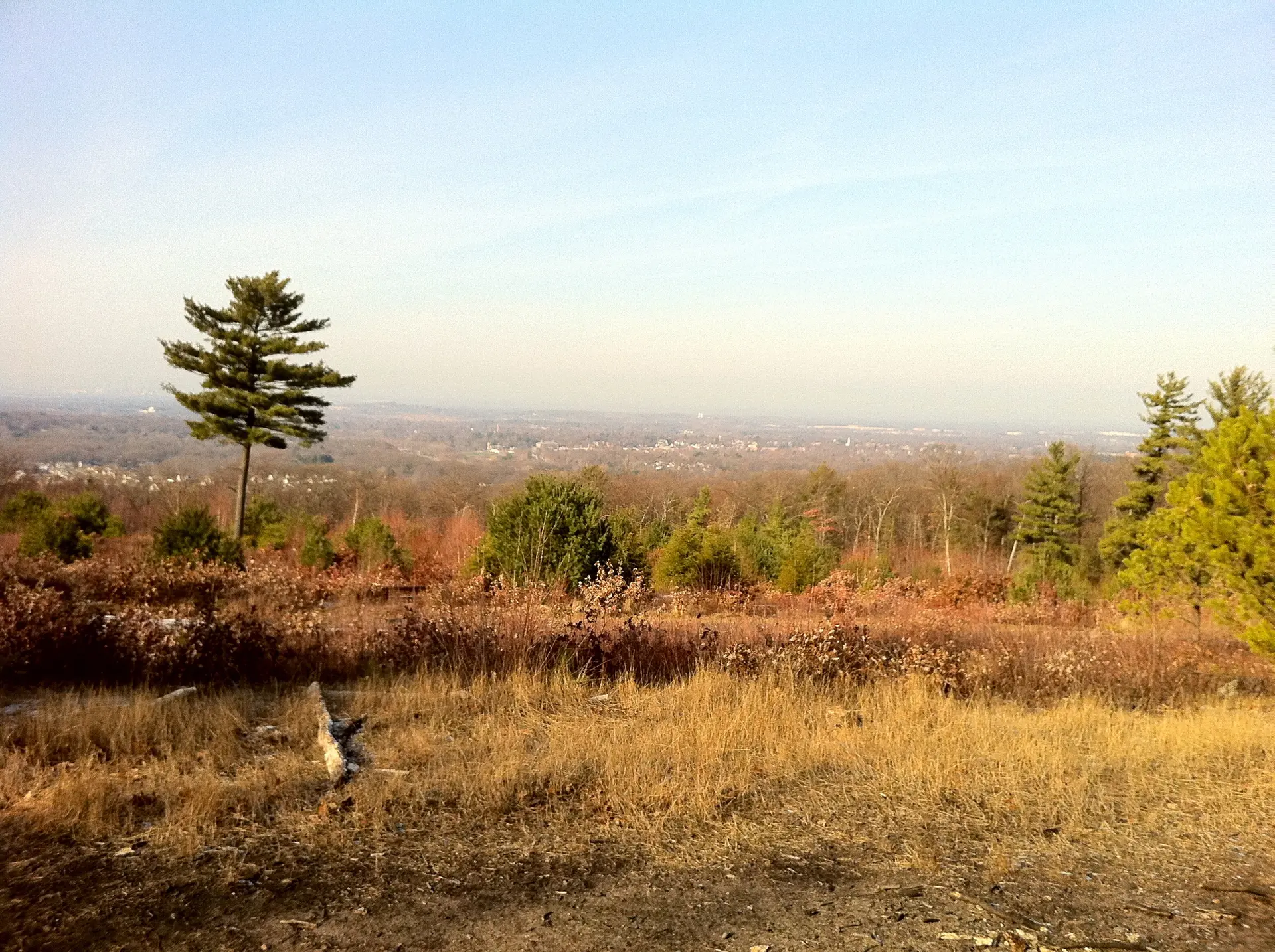 Overlook with a lone pine tree, autumn forest, and distant town under clear sky.