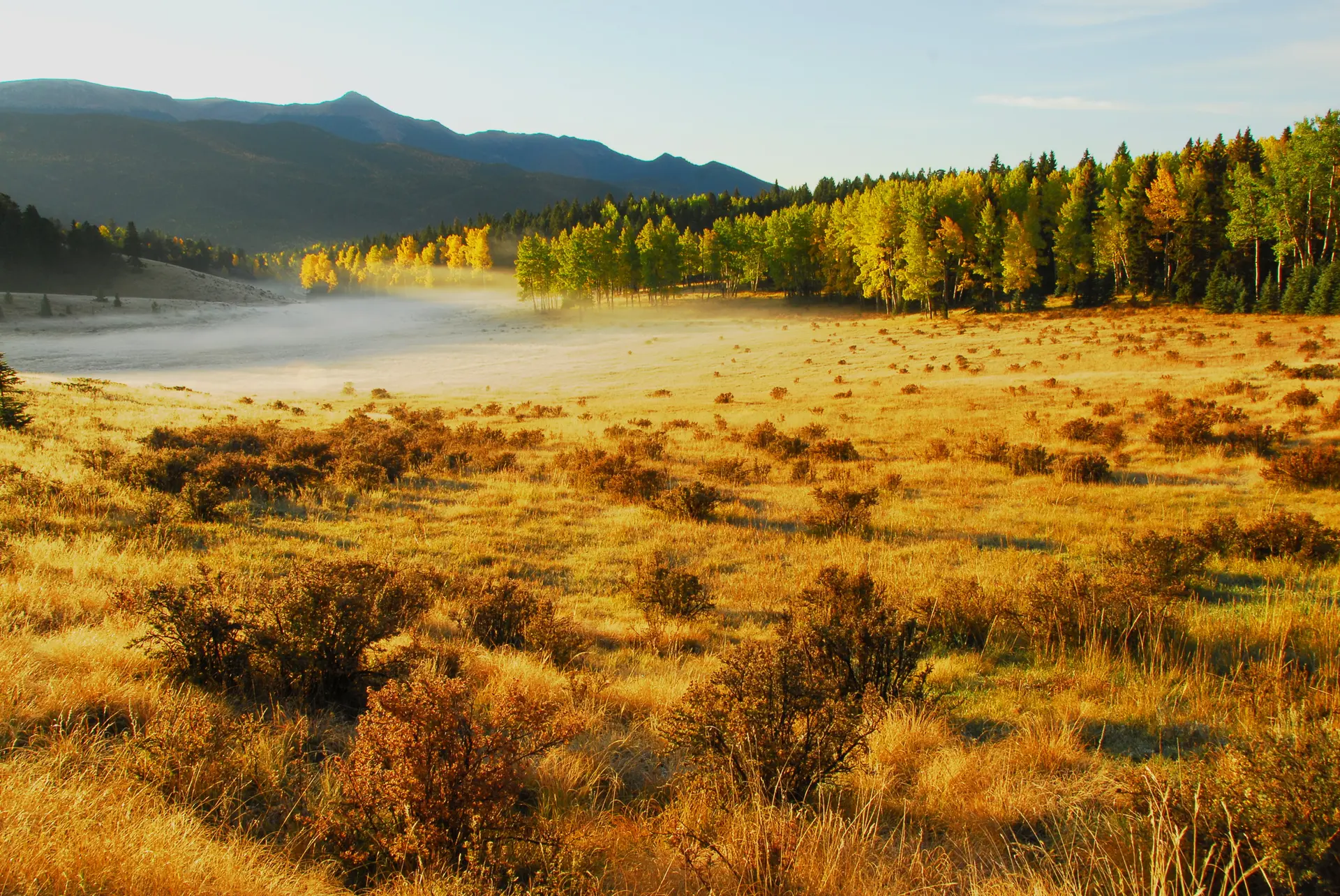 Misty valley with golden grass and colorful autumn trees at sunrise.