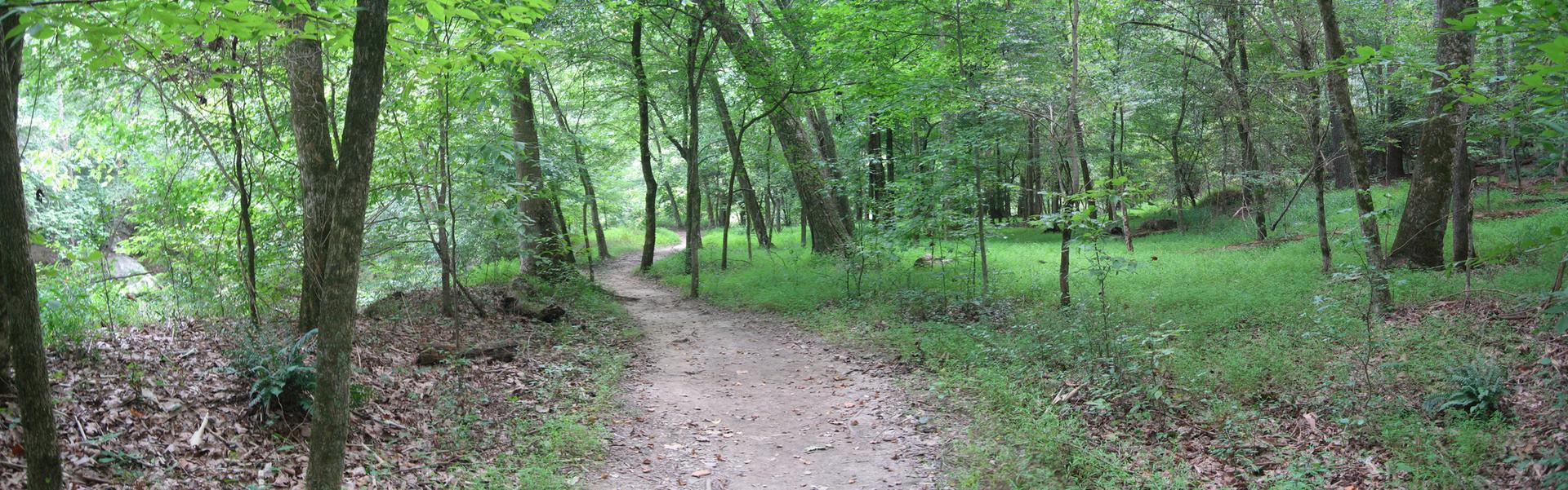 A narrow dirt trail leads through a dense, green, sun-dappled forest.