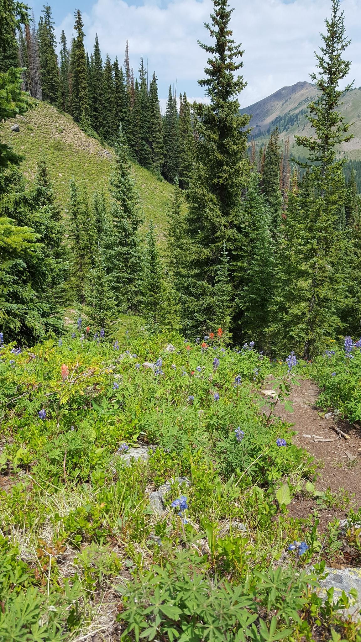 Lush green mountain path with wildflowers and evergreen trees on a sunny day.