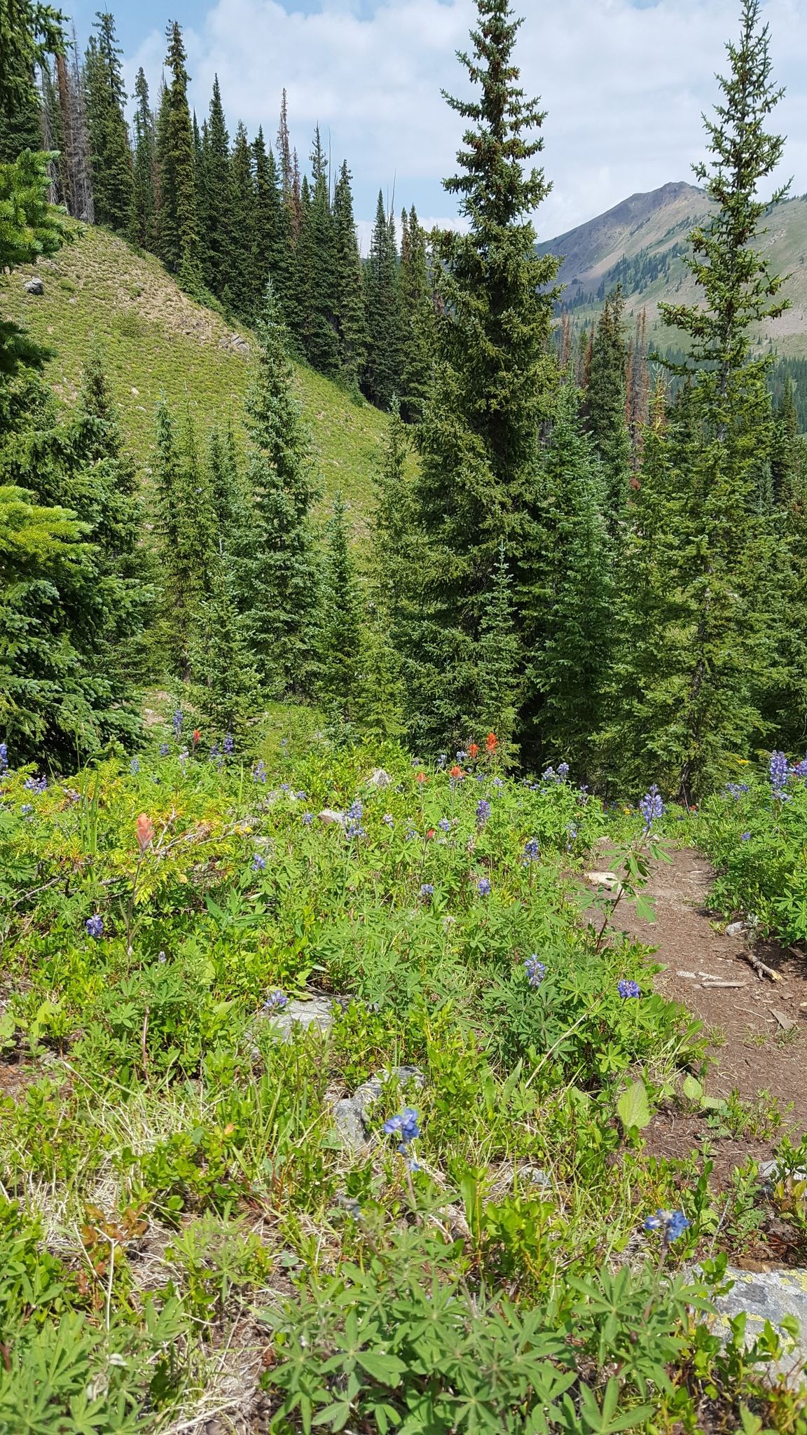 Lush green mountain path with wildflowers and evergreen trees on a sunny day. - Wheeler Lakes trail run — Eagles Nest Wilderness
