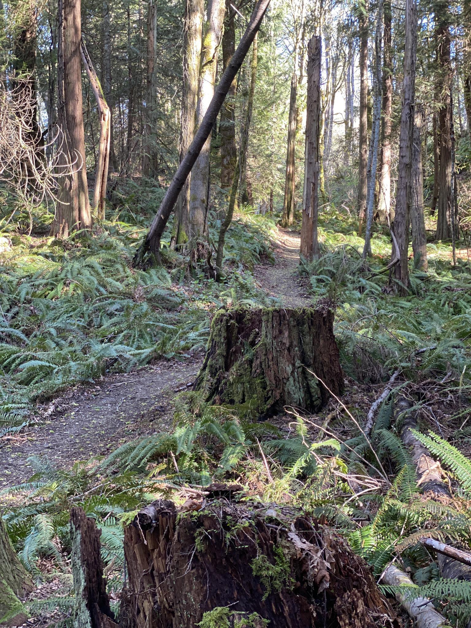Sunny forest path with large tree stumps surrounded by vibrant ferns.